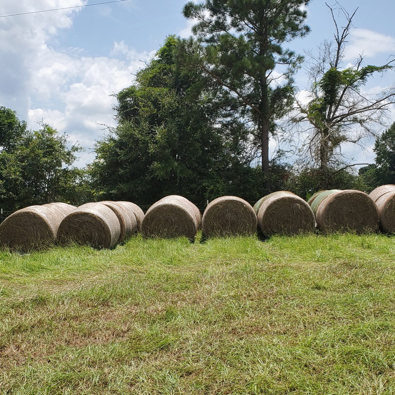 Bahia Grass Hay For Sale Allhay