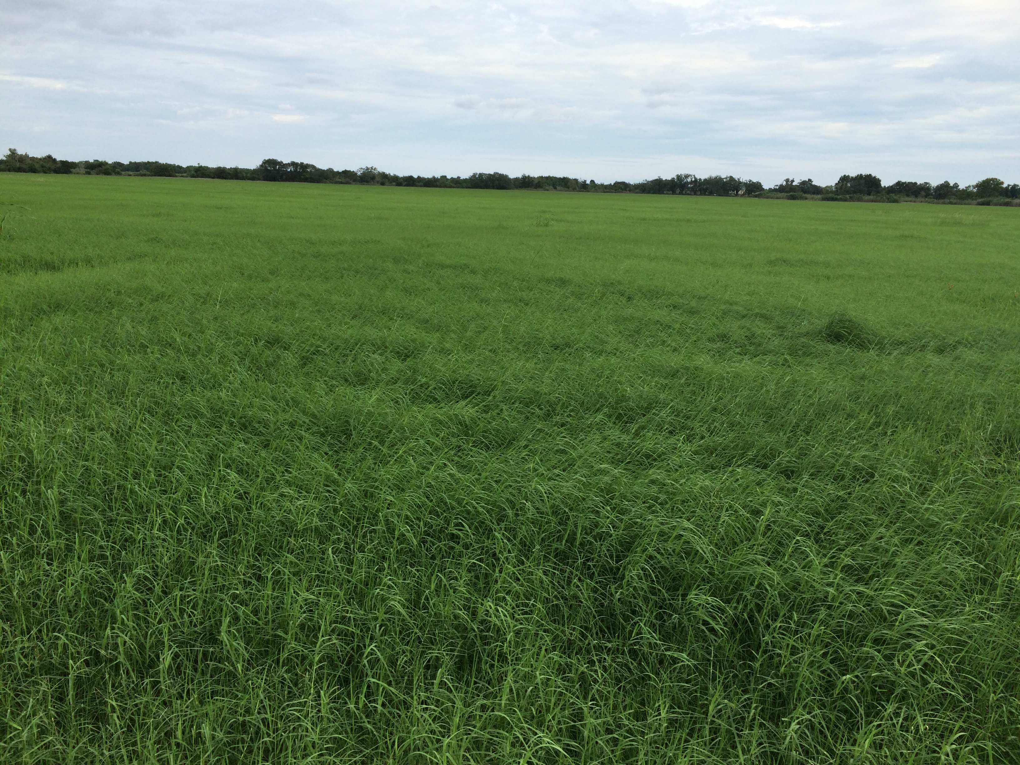 Hay Sale Texas | AllHay.com