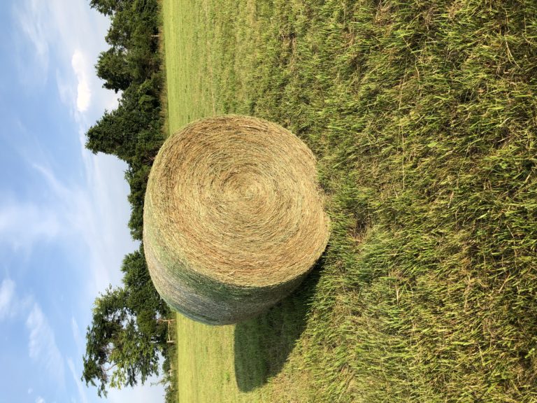 Grass Hay - AllHay.com