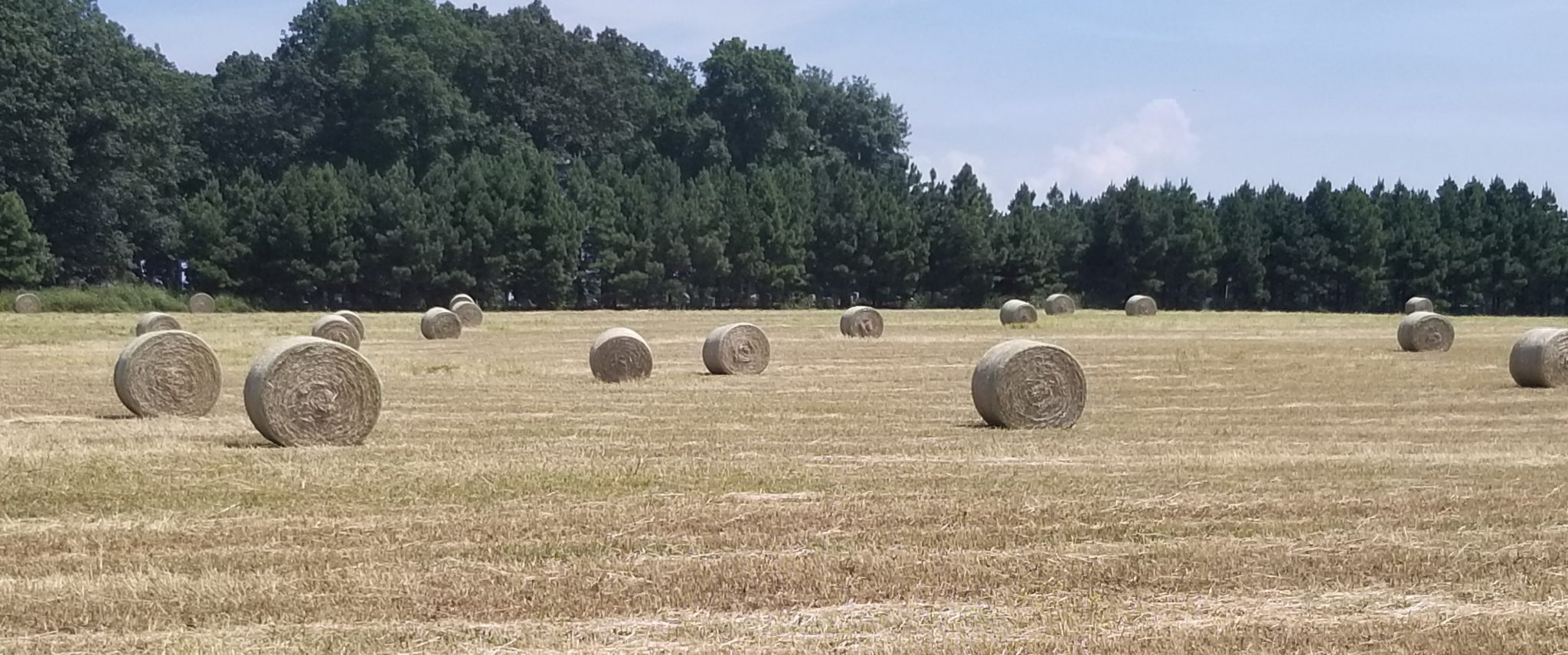Hay for Sale in Arkansas