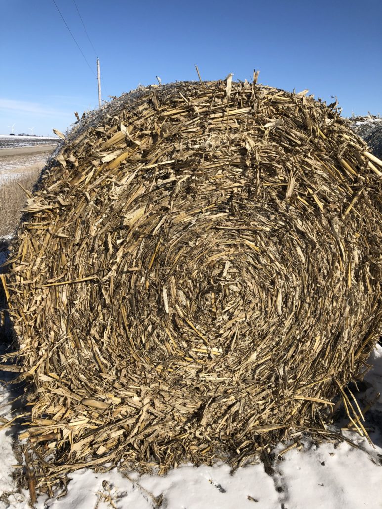 corn-stalks-for-sale-allhay