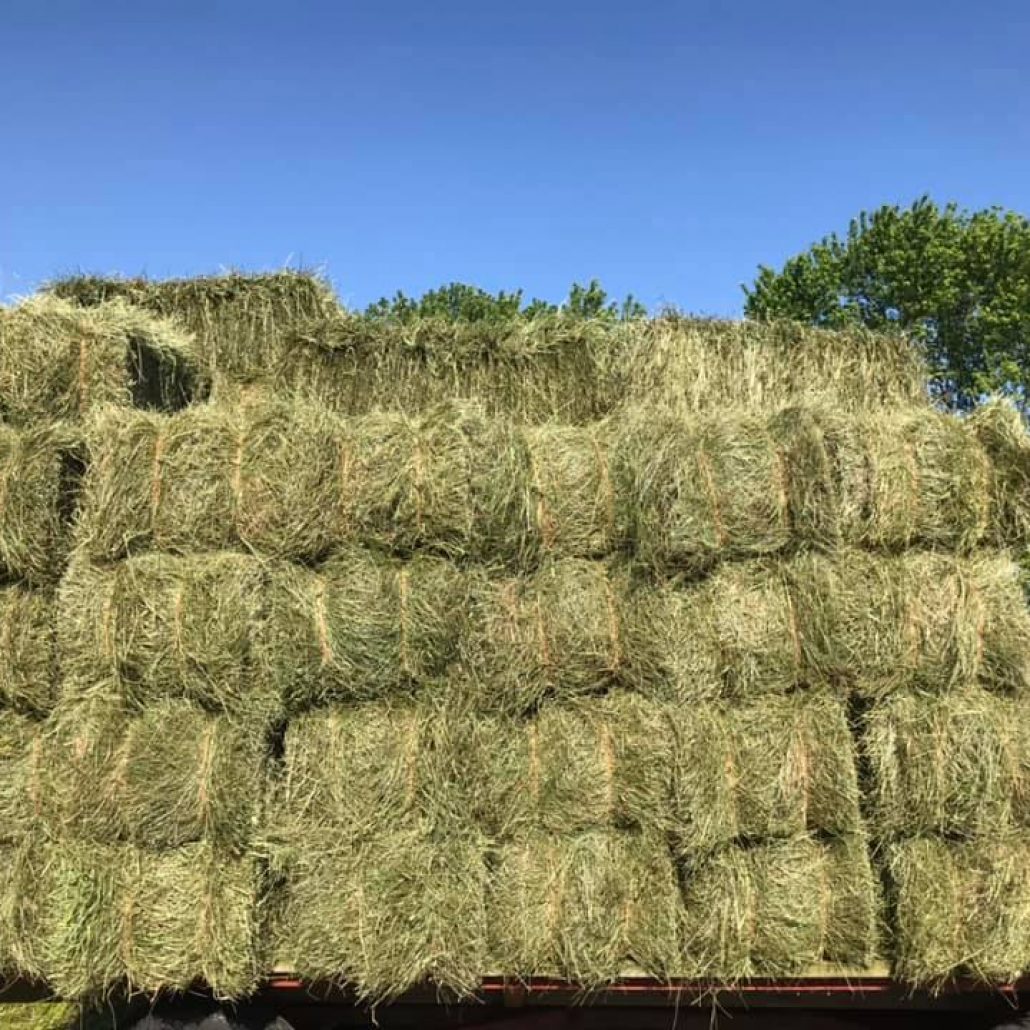 Timothy Hay for Sale Near Me