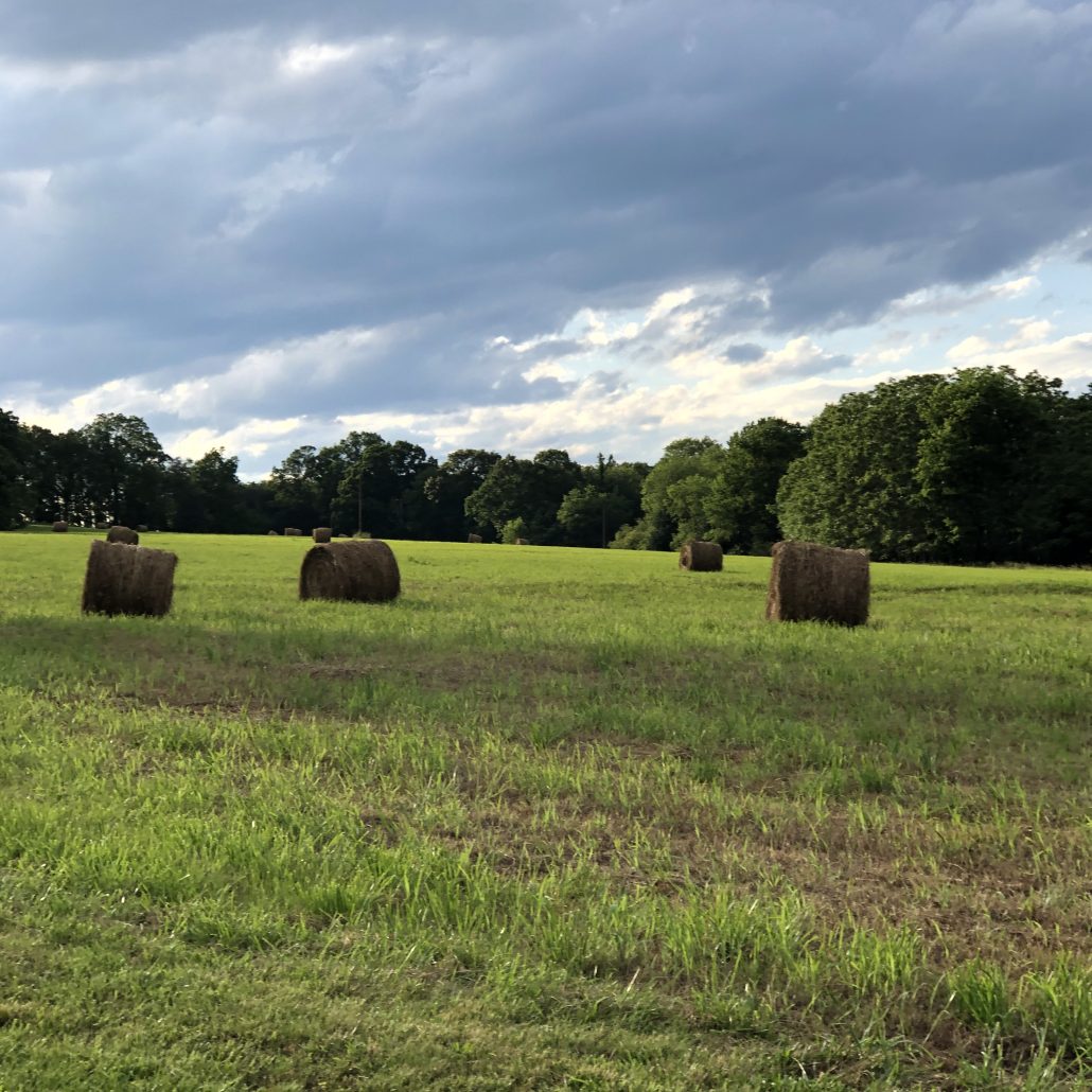 Hay for Sale Virginia