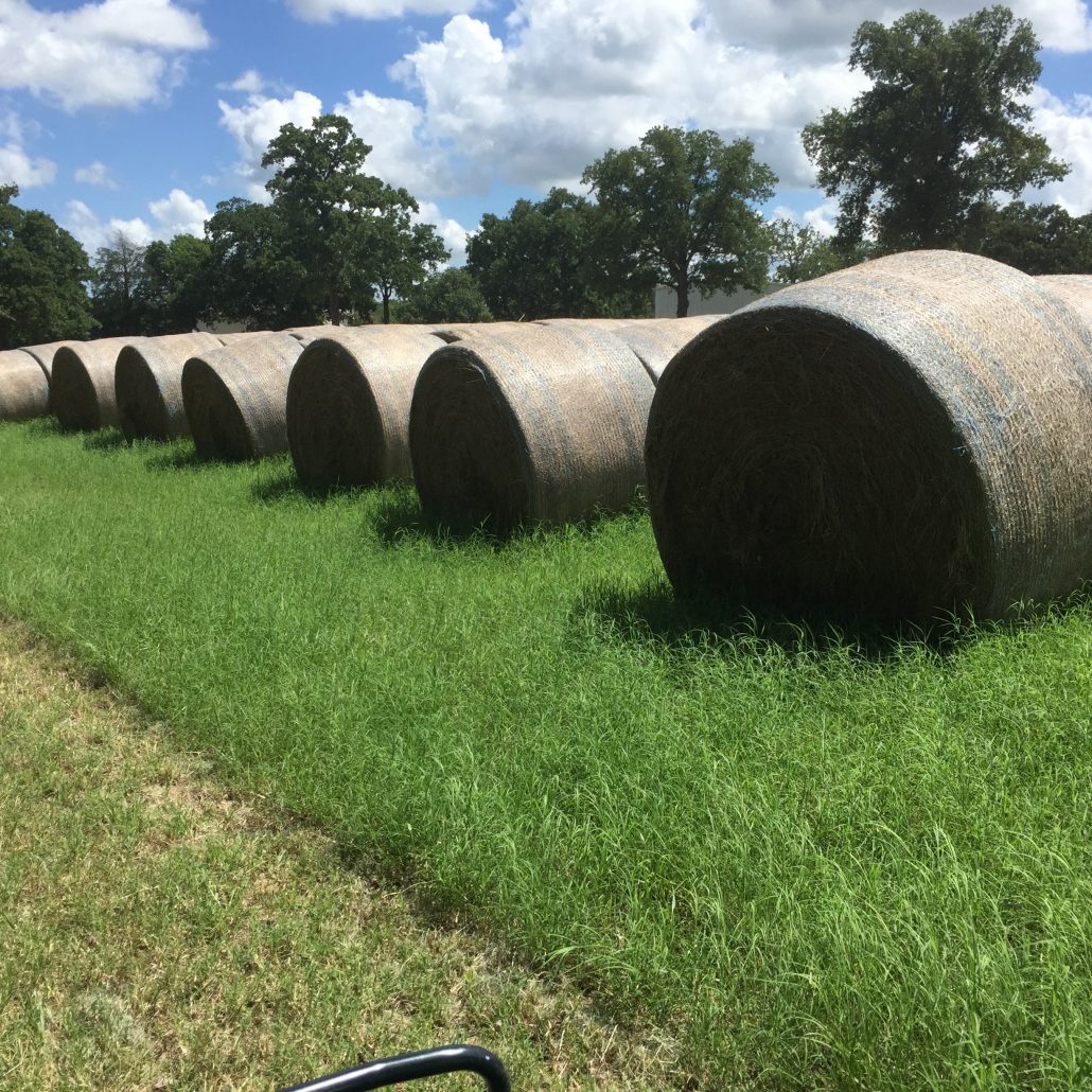 33 Bales of Large Round Coastal Bermuda in Fairfield ...