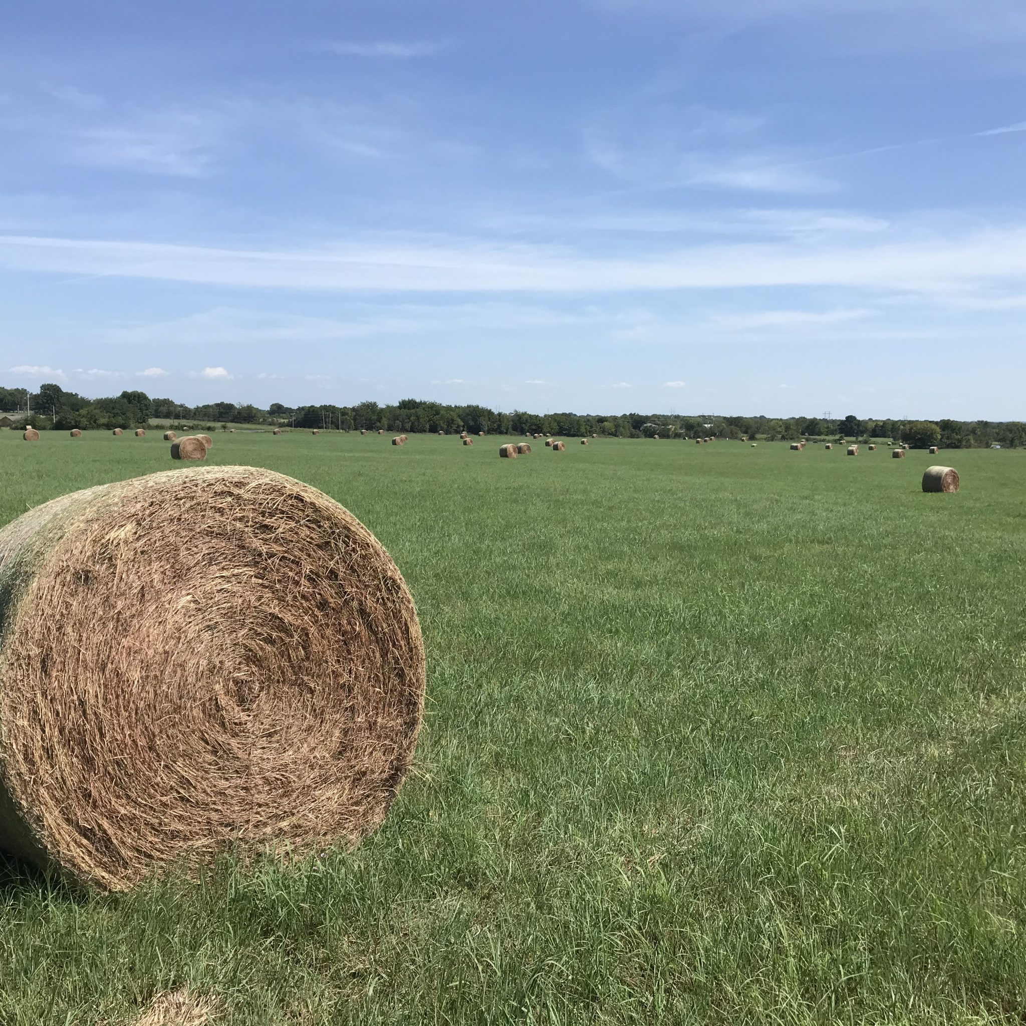 Bermuda Hay for Sale
