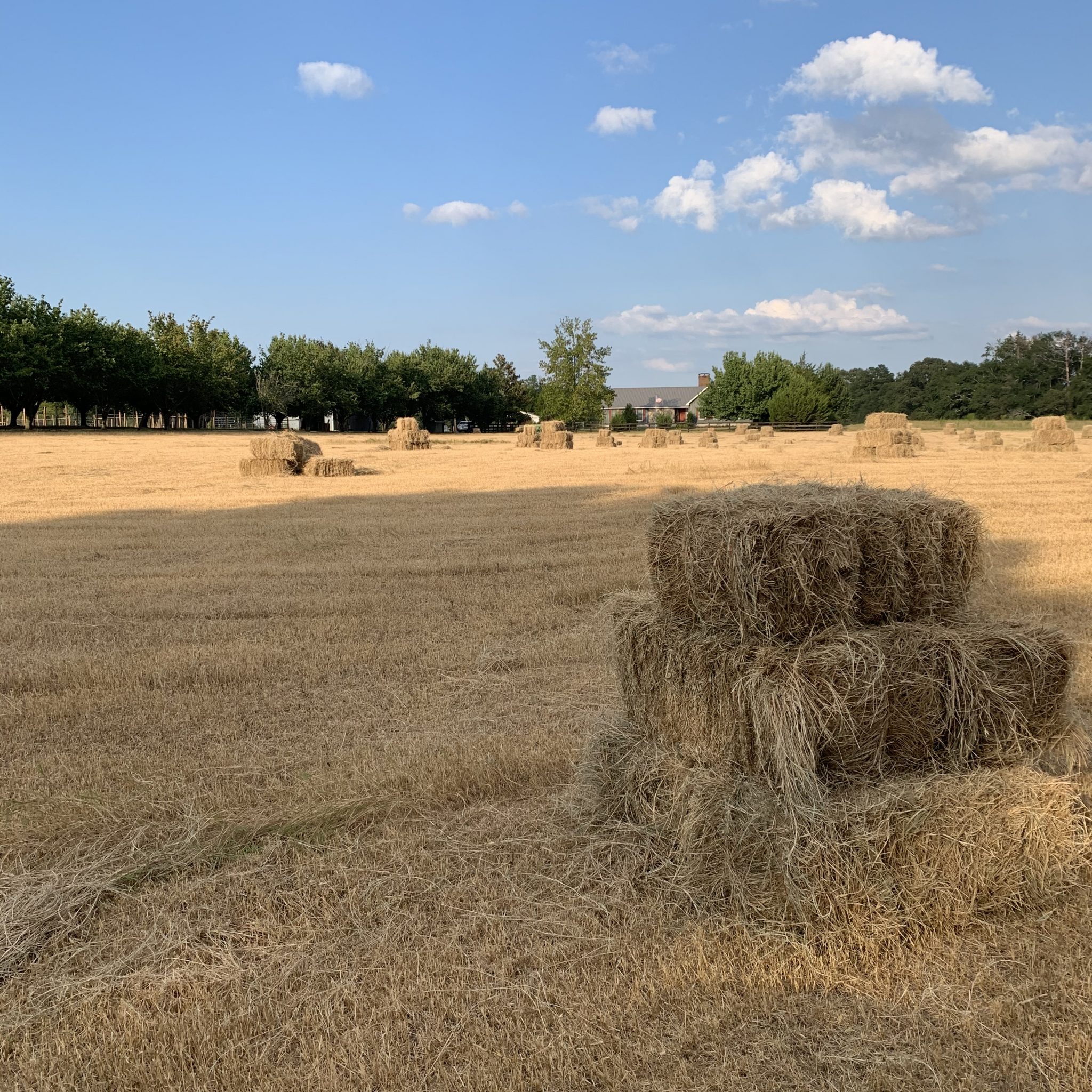 Hay for Sale
