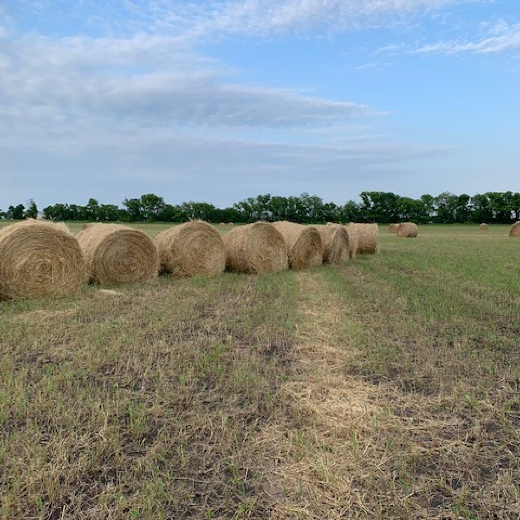 Hay Sale Texas