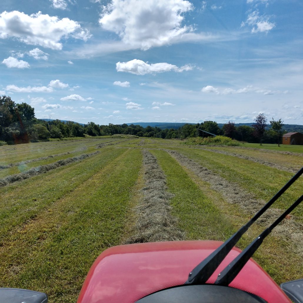 Timothy Grass Hay For Sale | Allhay.Com - Timothy Grass Jumbo Hay