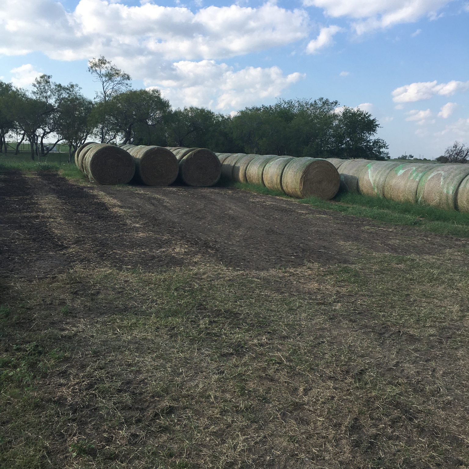 Hay Sale Texas