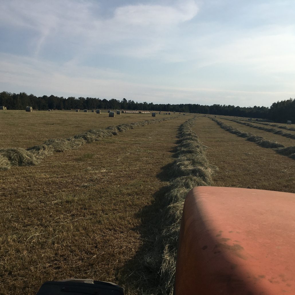 Hay For Sale in Texas