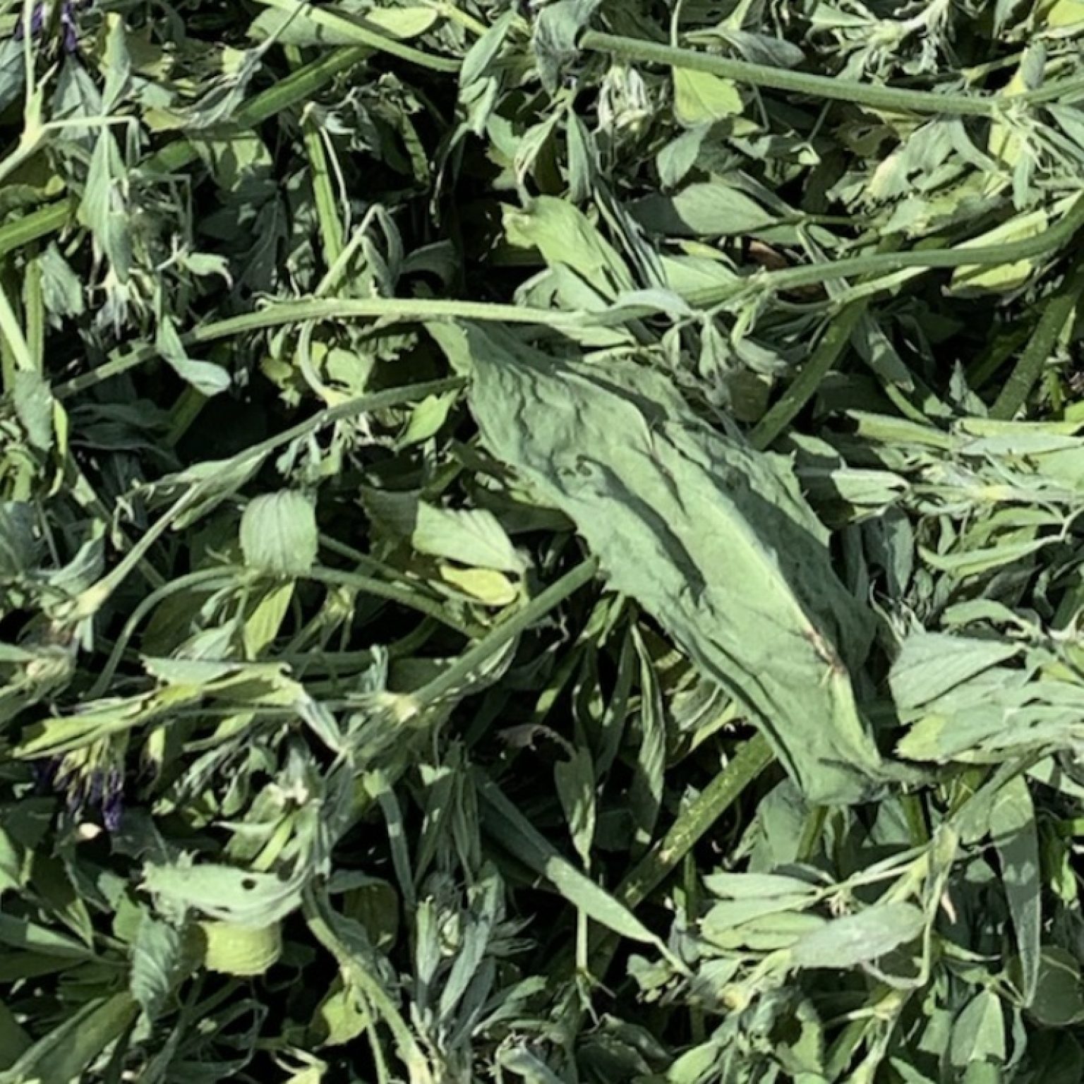 Hay For Sale in Utah