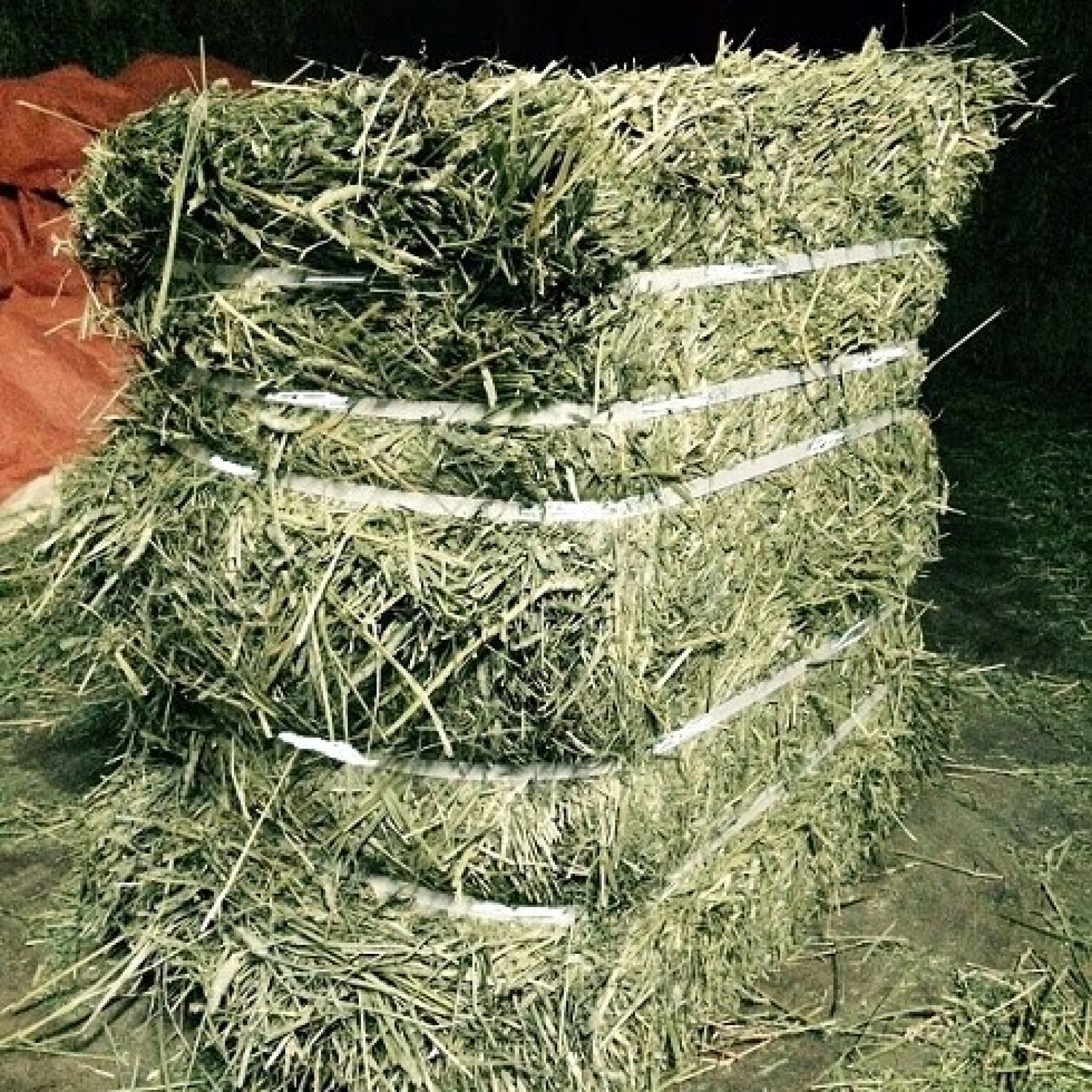 Orchard Grass – AllHay.com