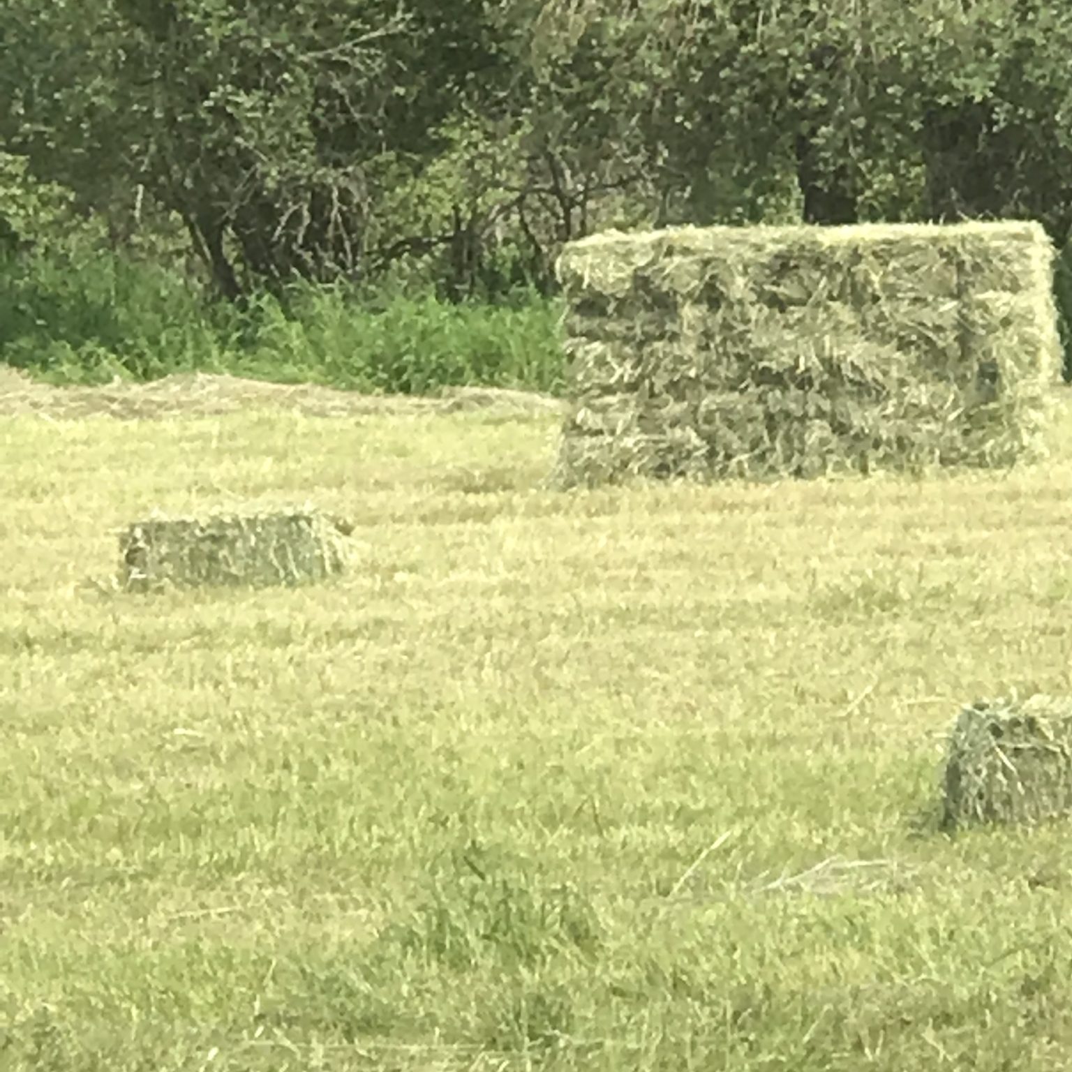 Hay For Sale in Washington