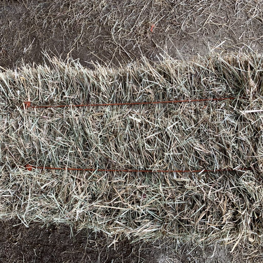 Orchard Grass – AllHay.com