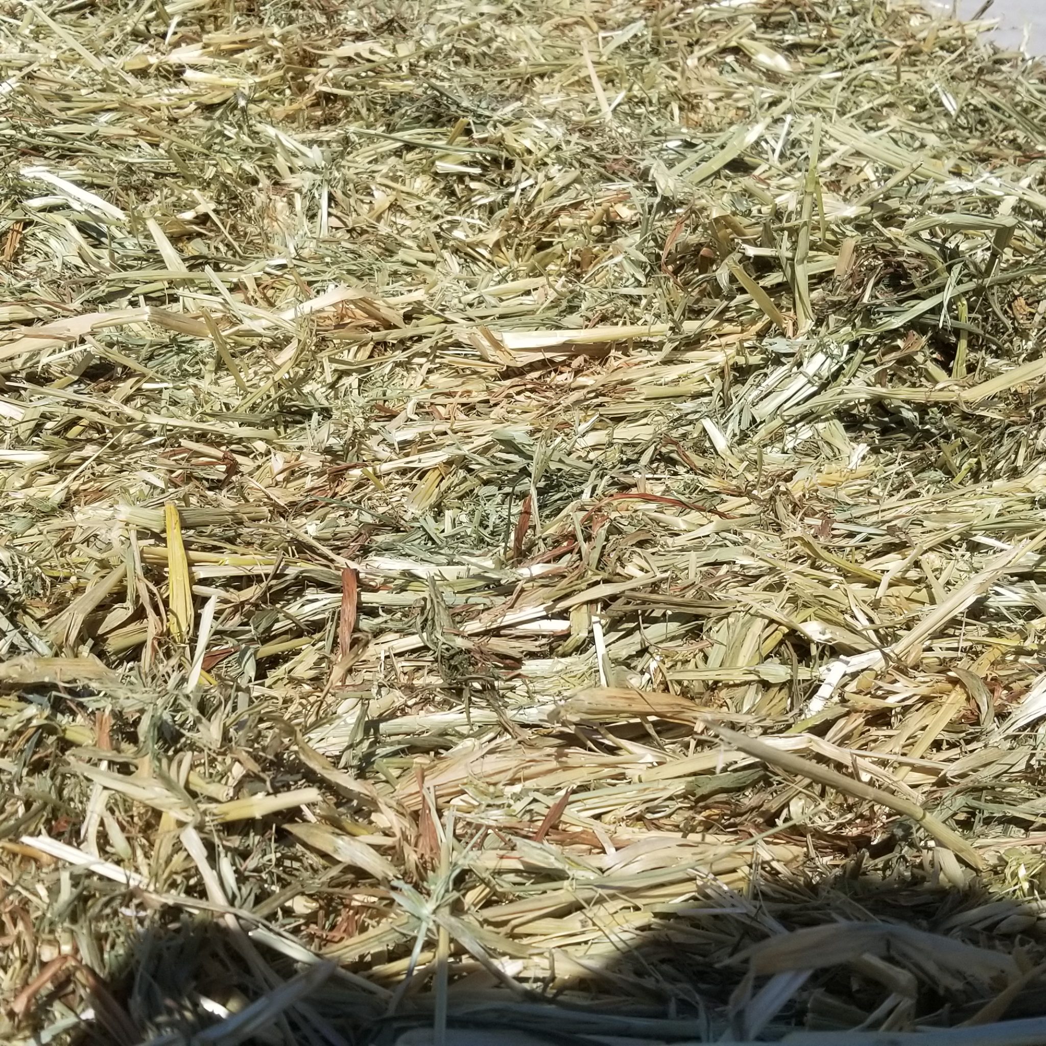 Oat Hay For Sale