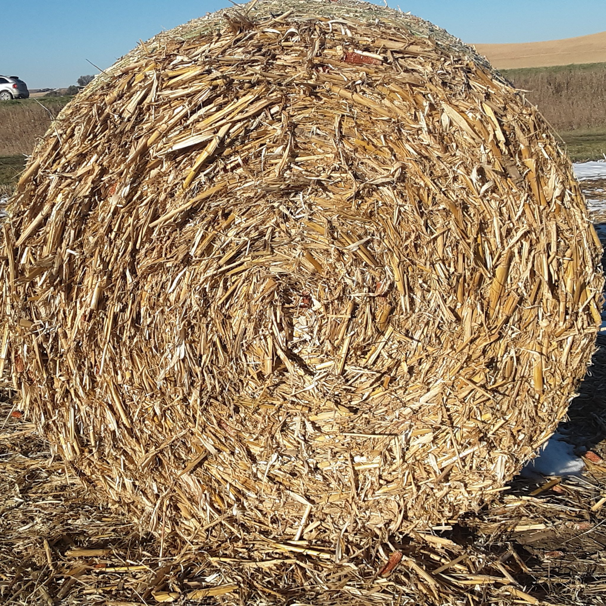 Corn Stalk Hay - AllHay.com