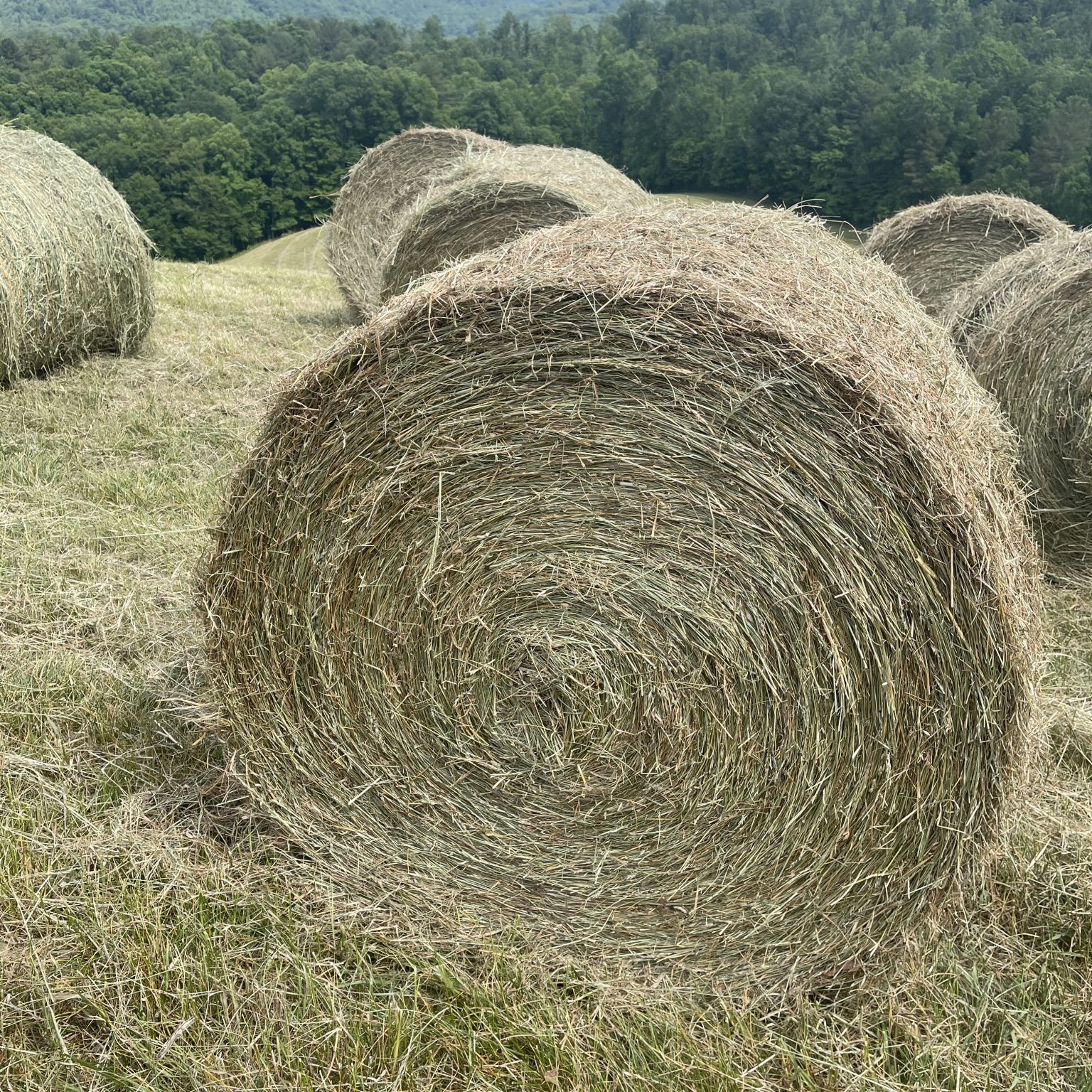 Hay For Sale in North Carolina