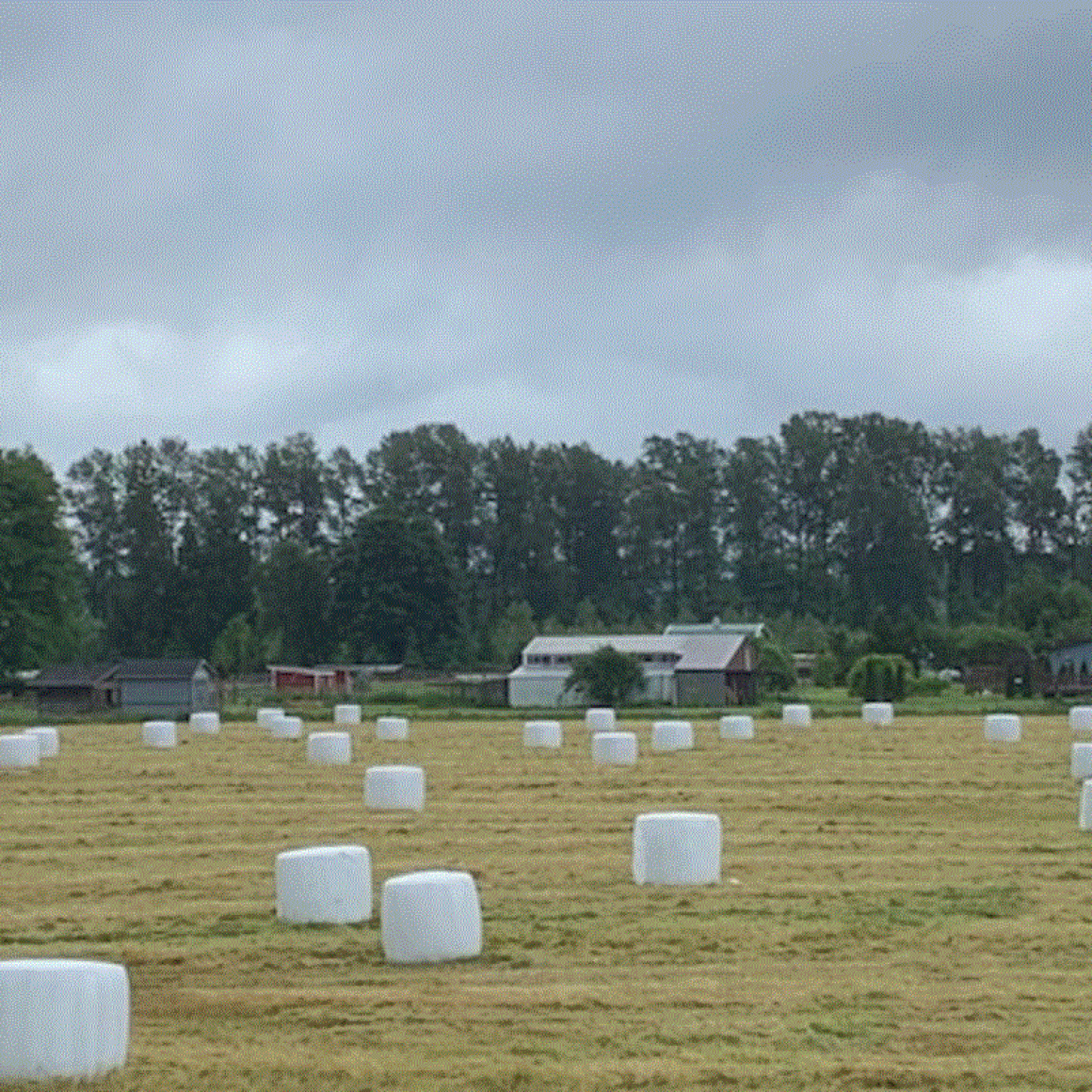 Hay For Sale in Washington