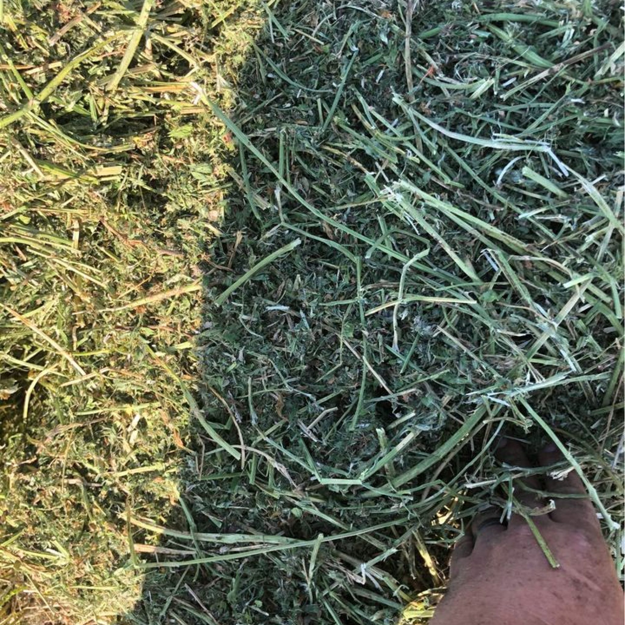 Alfalfa Hay For Sale