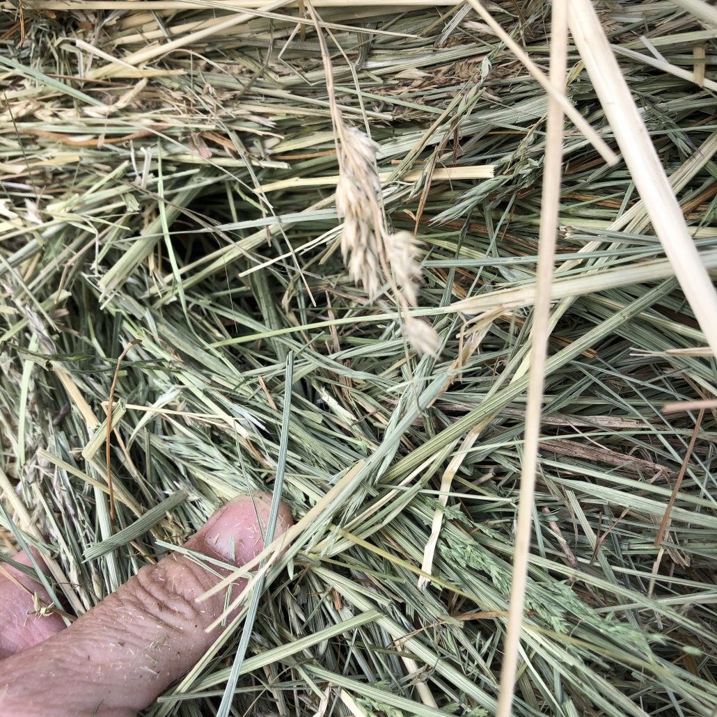 Clover Grass Mix Hay For Sale