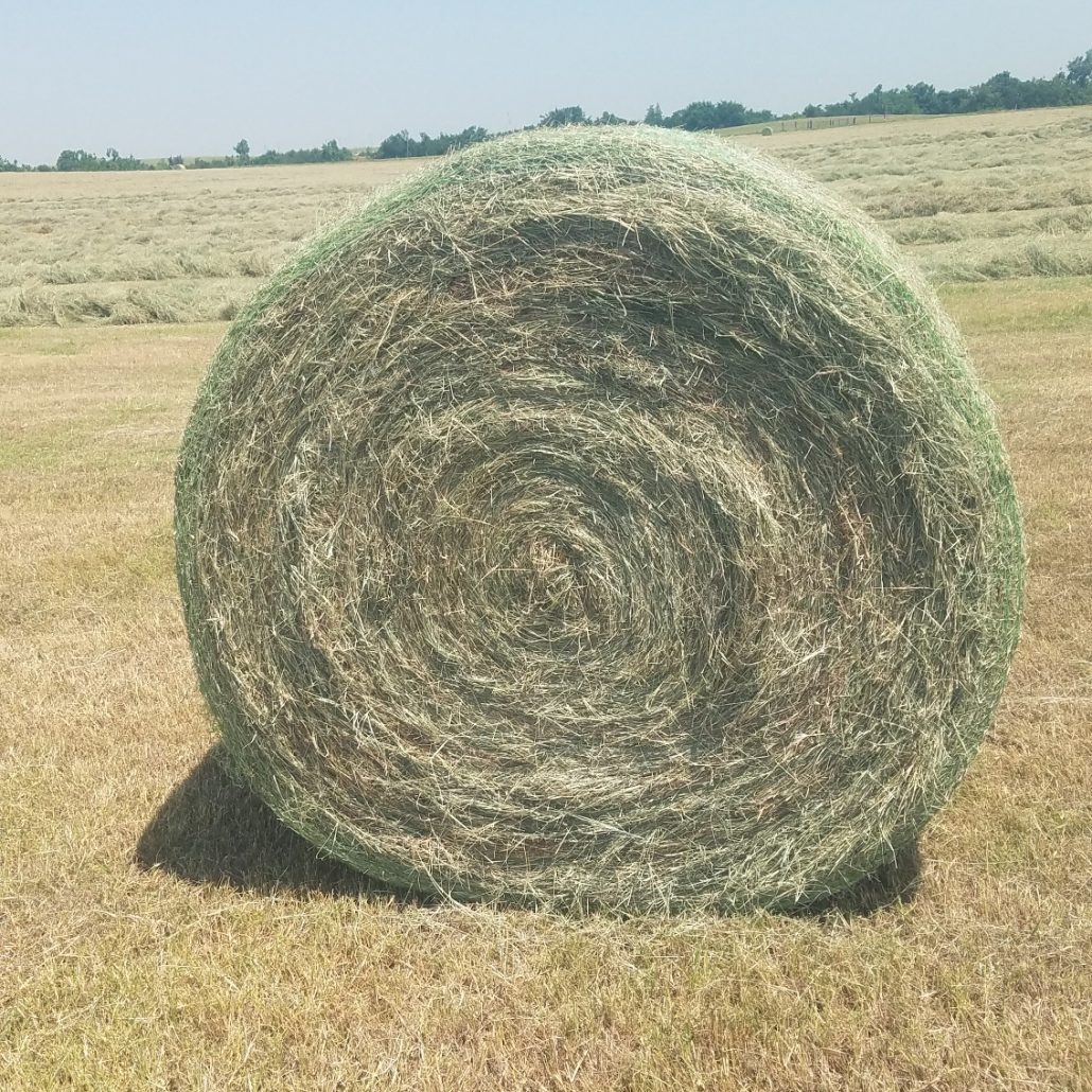Bermuda Grass