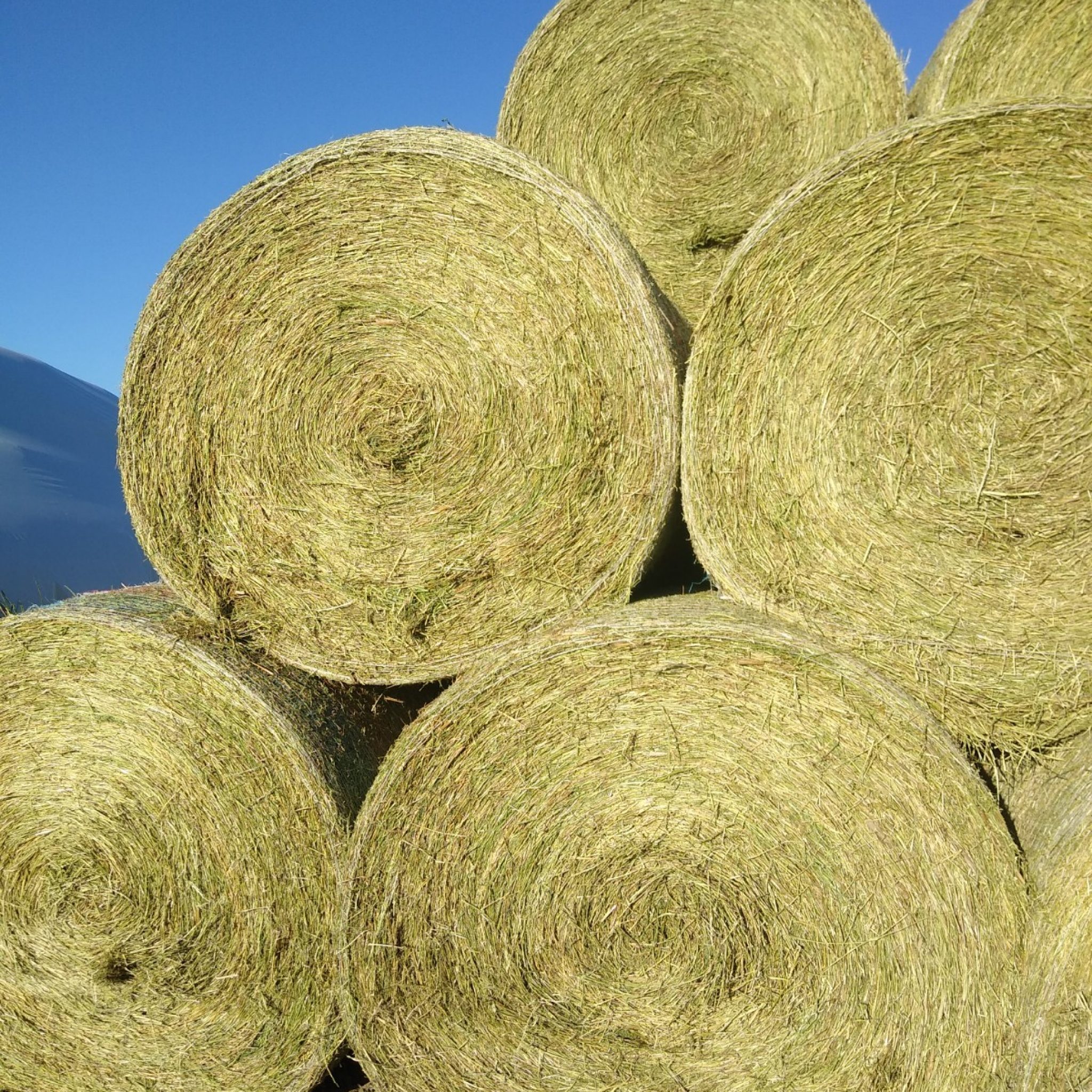 Alfalfa Hay For Sale