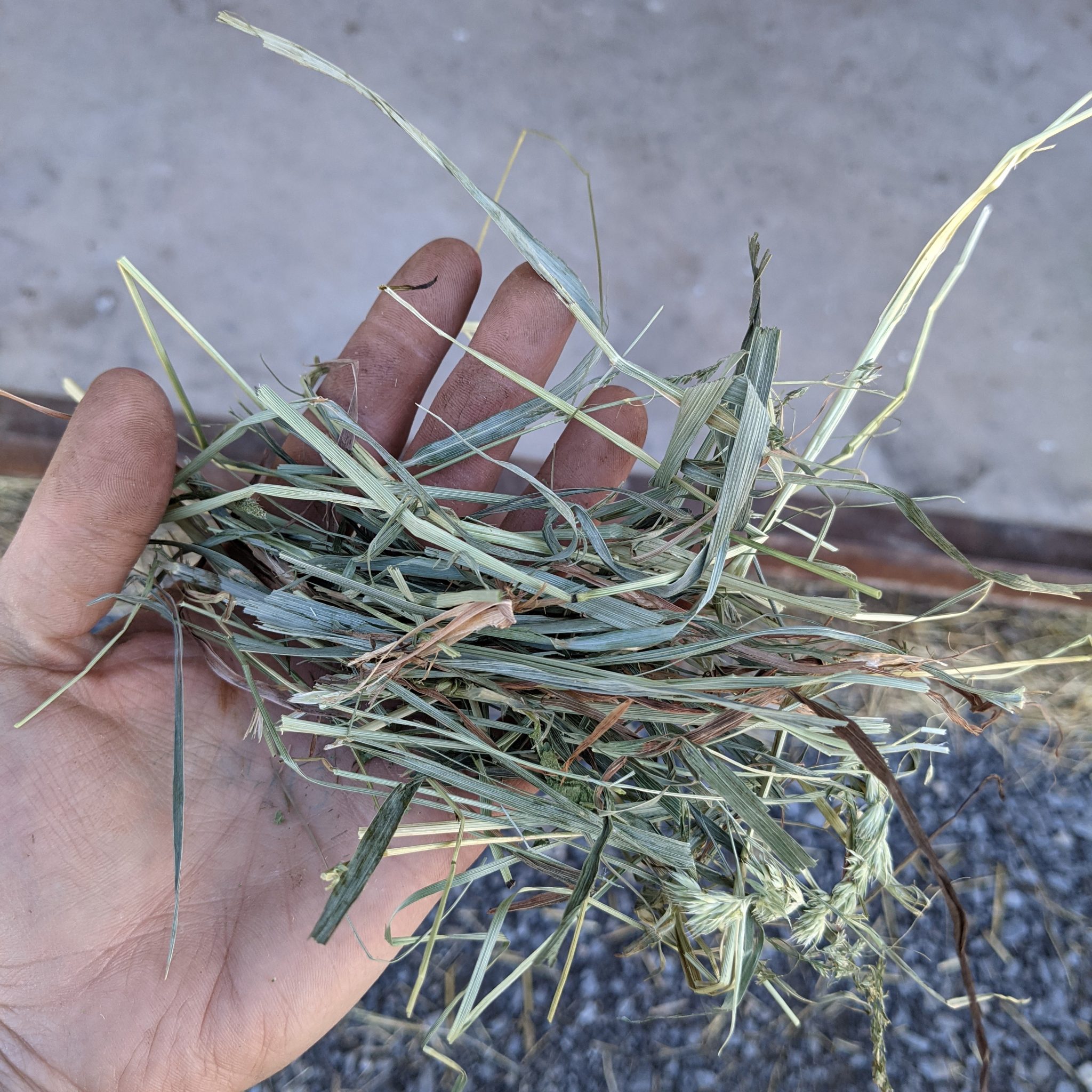 Orchard Timothy Grass Hay For Sale | Allhay.Com