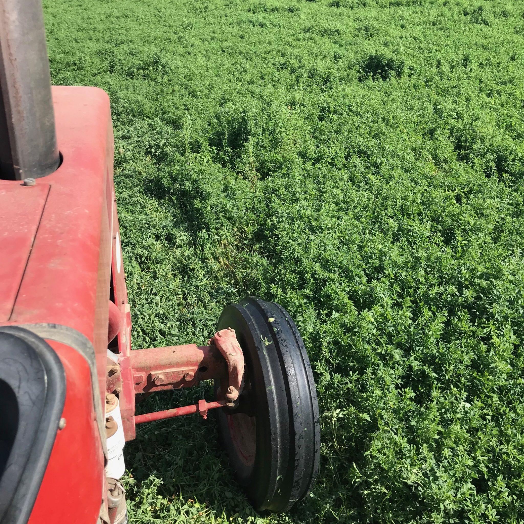 Alfalfa Hay For Sale
