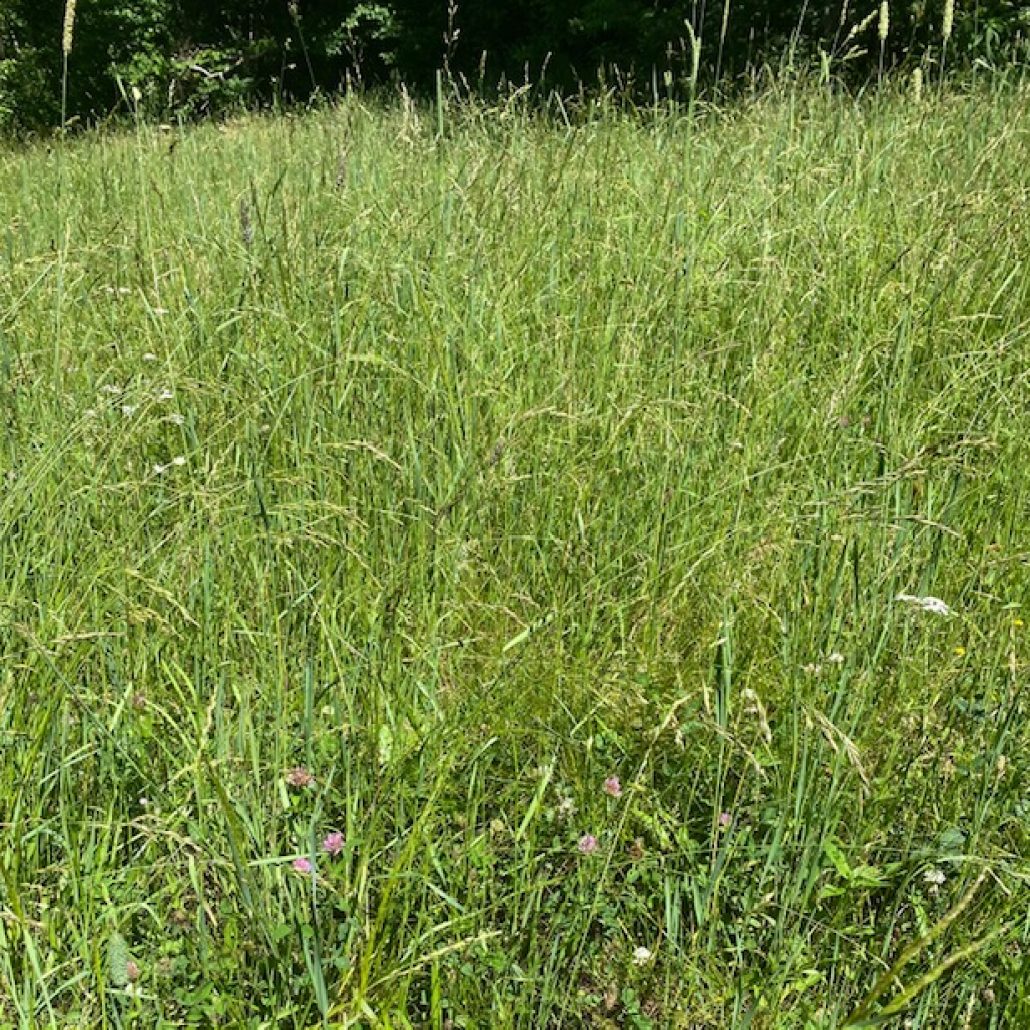 Orchard Timothy Grass Hay For Sale | Allhay.Com