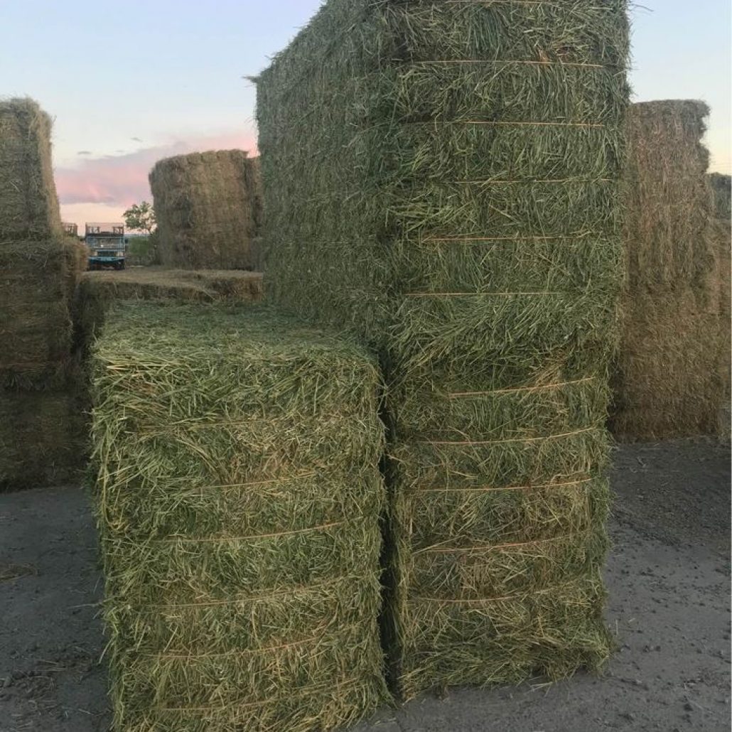 Alfalfa Grass Mix For Sale | Allhay.Com