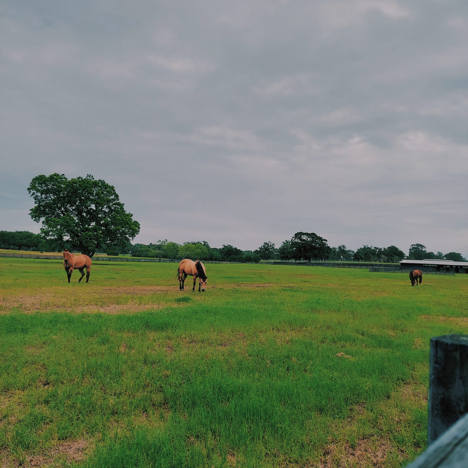 Hay For Sale in Texas