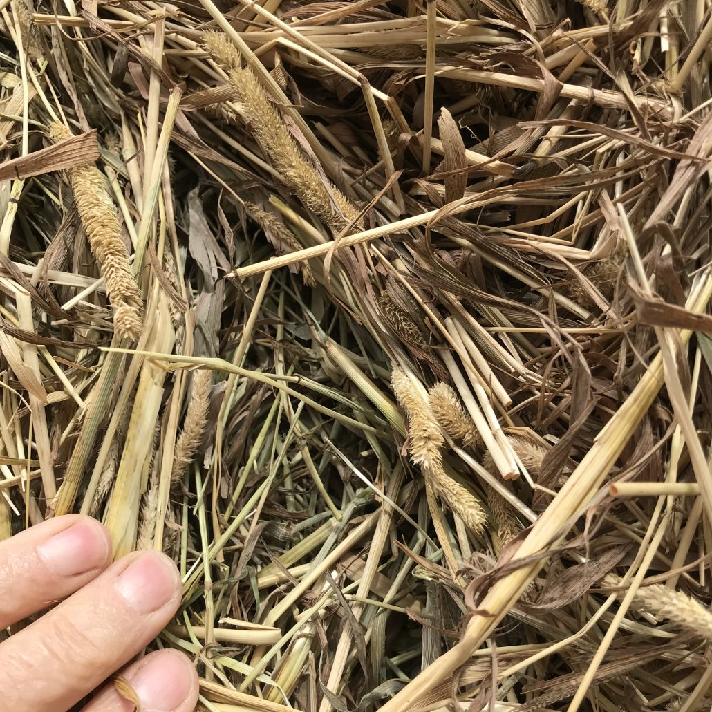 Timothy Grass Hay For Sale | Allhay.Com