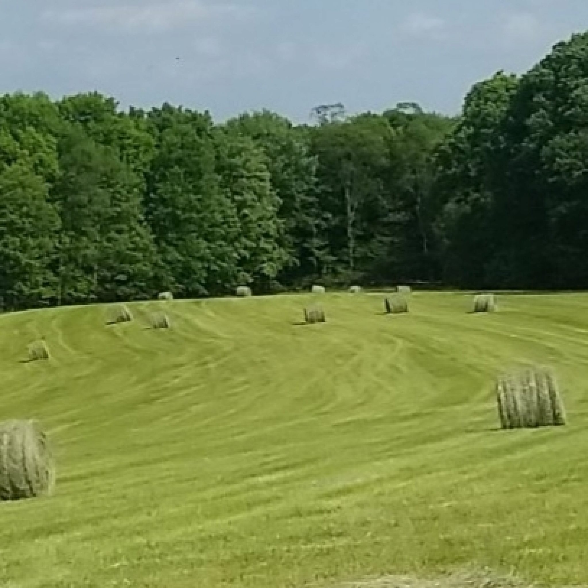 Clover Grass Mix Hay For Sale