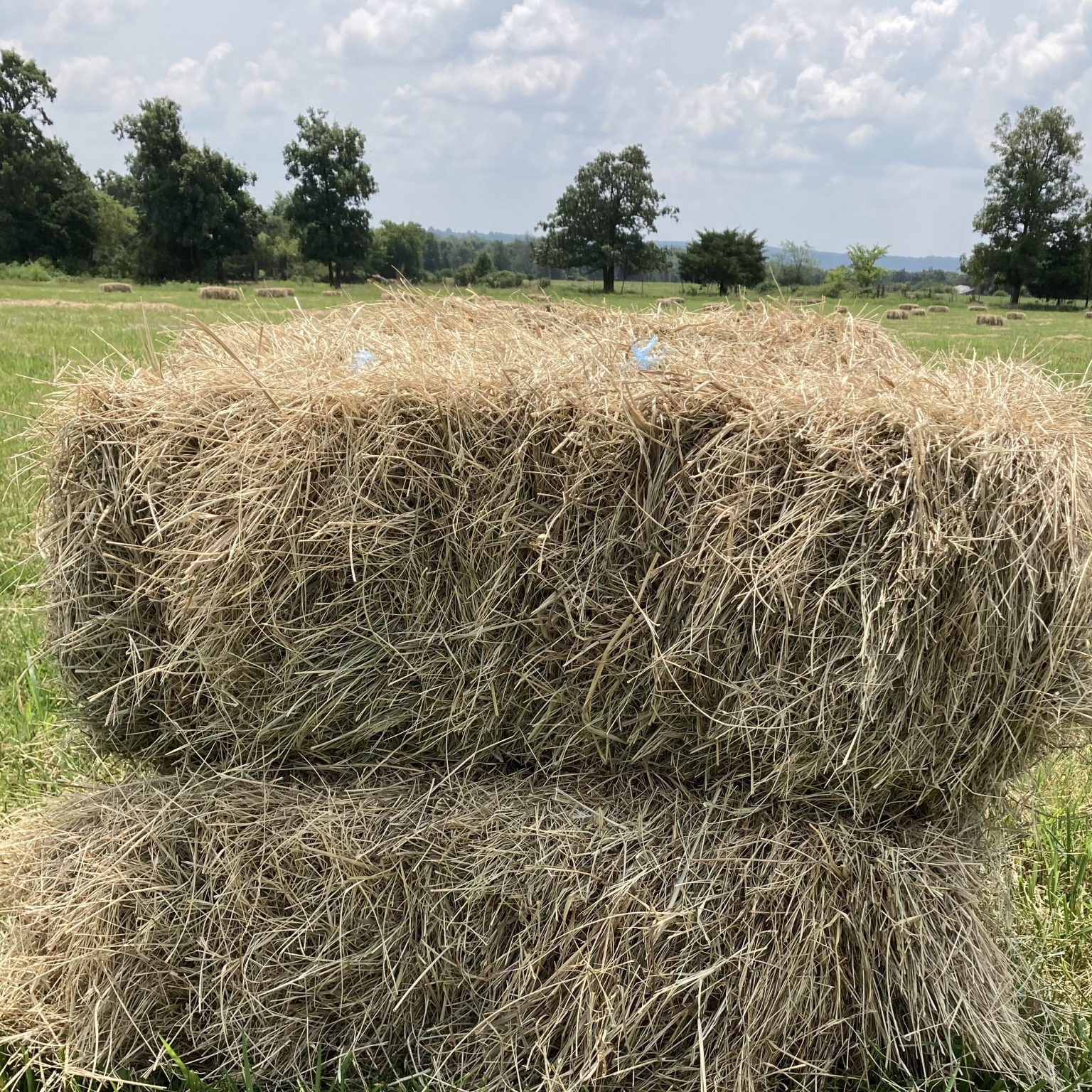 Hay For Sale in Arkansas