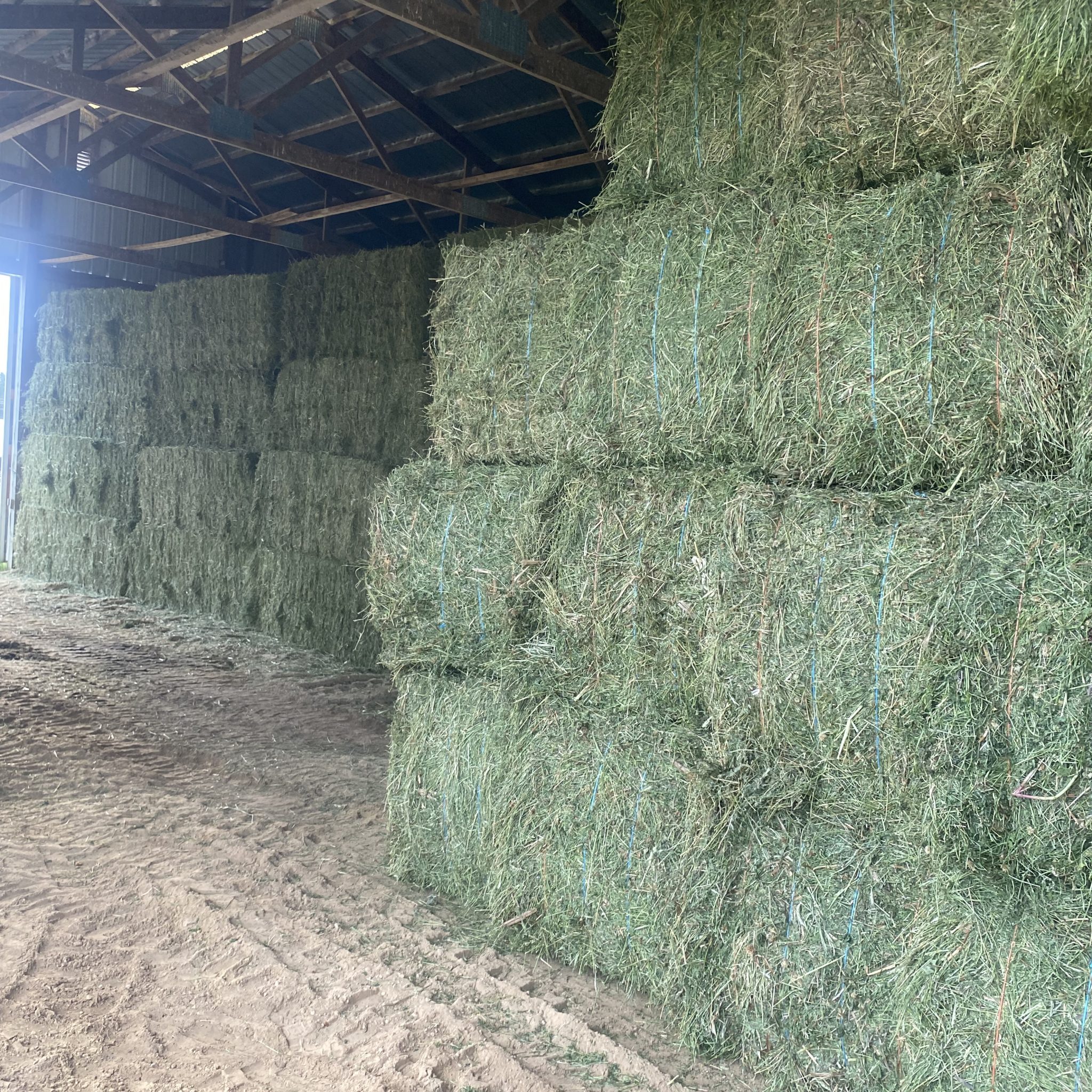 Alfalfa Hay For Sale