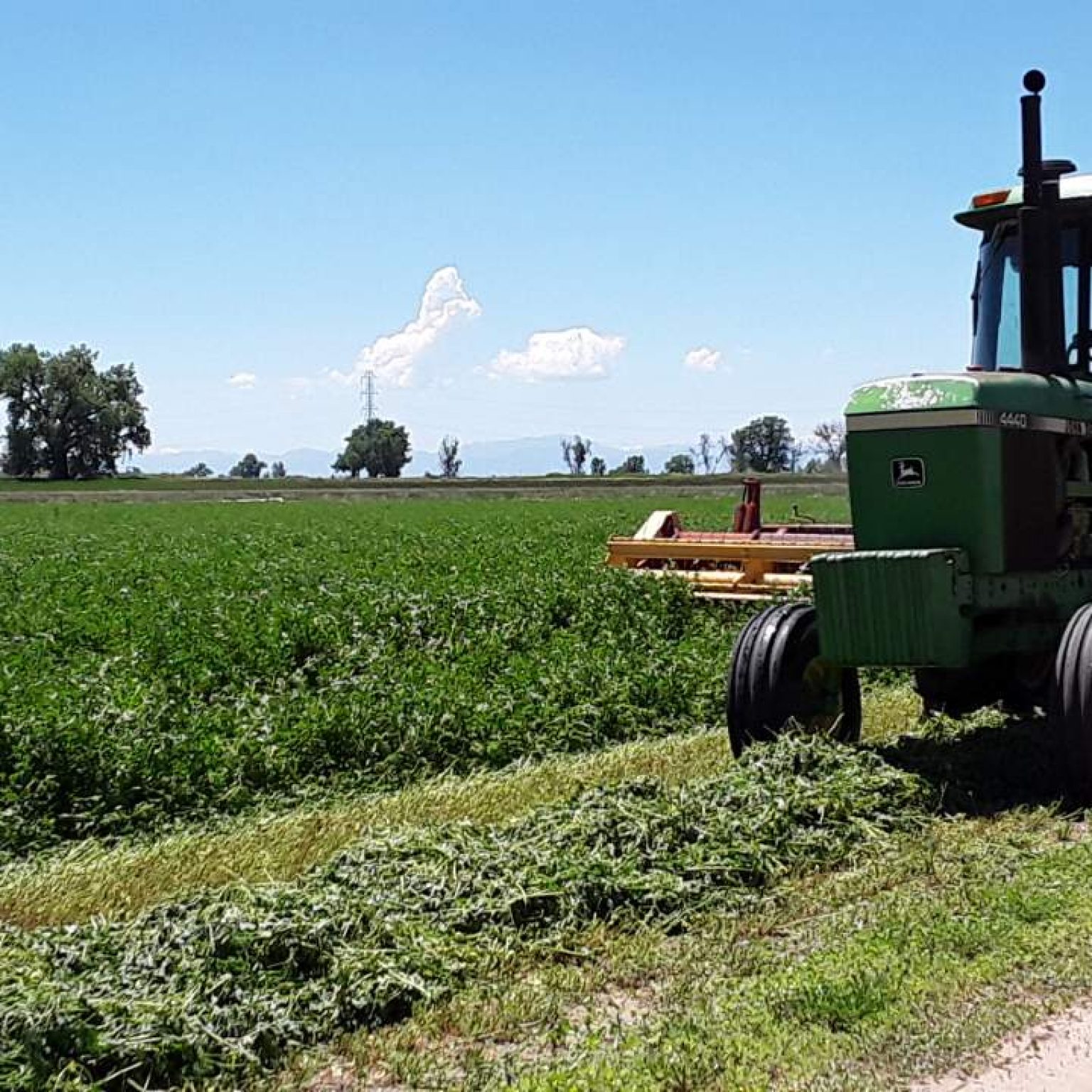 Alfalfa Hay For Sale