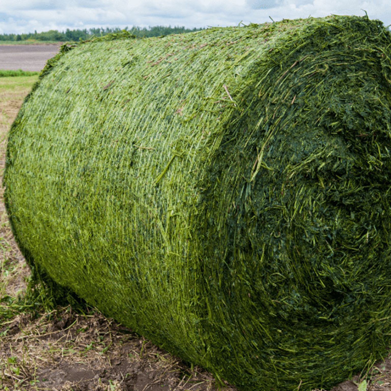 Hay For Sale in Texas