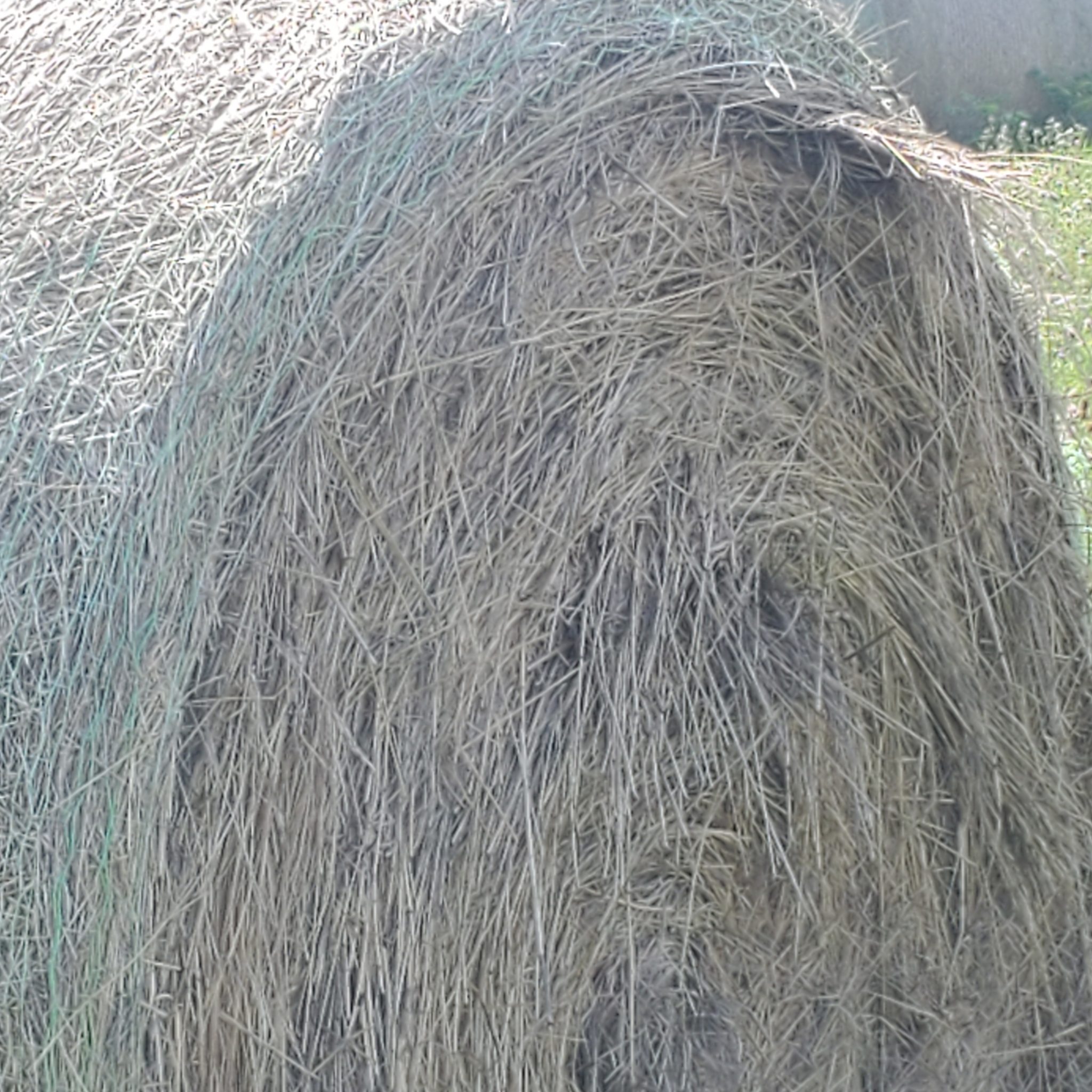 Hay For Sale in Missouri