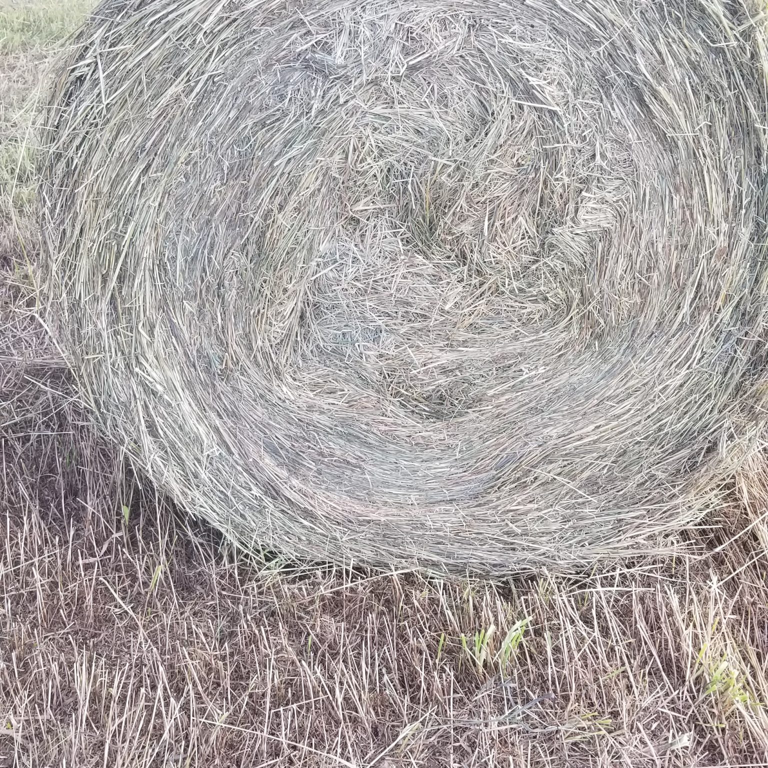 Hay For Sale in New York