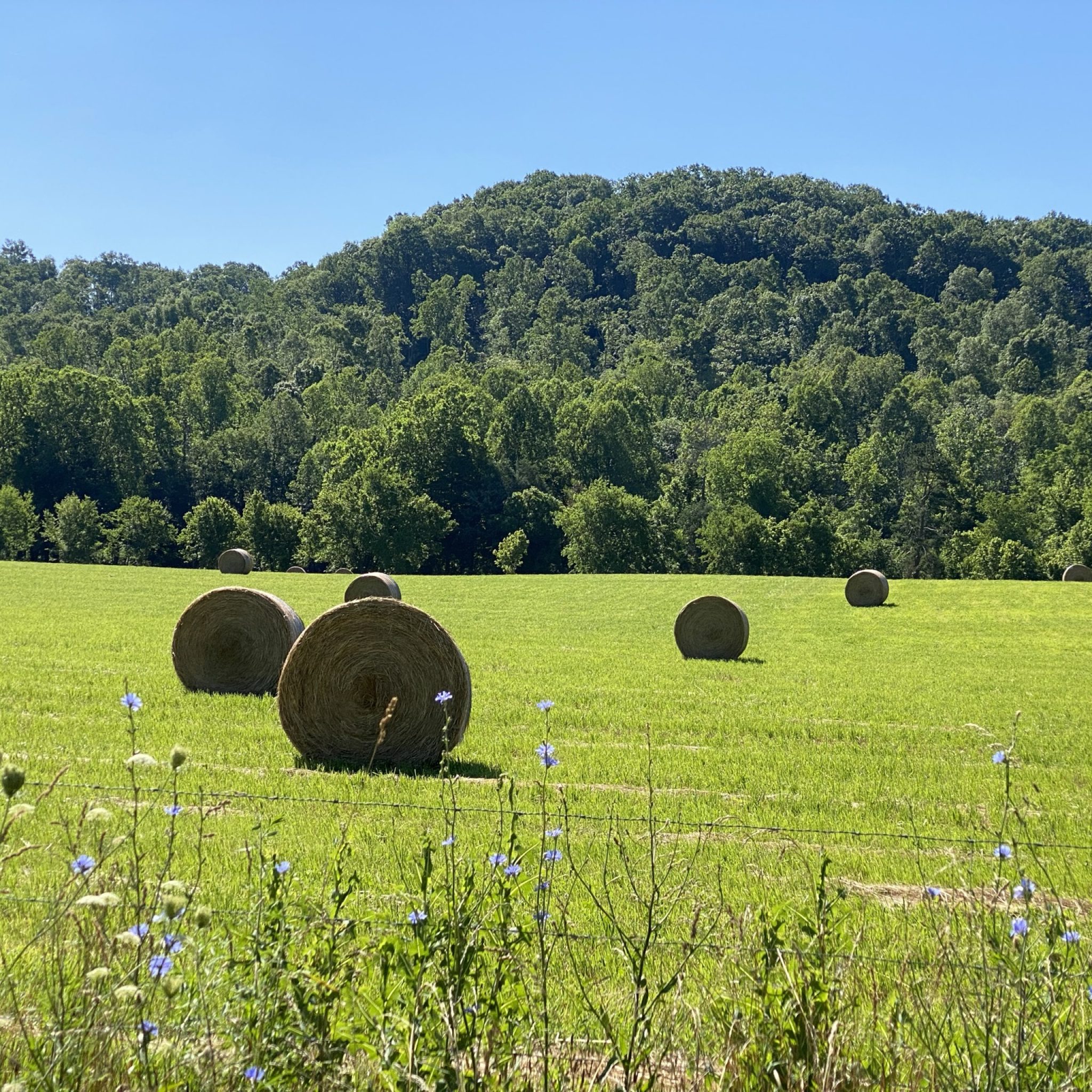 Hay For Sale in Tennessee