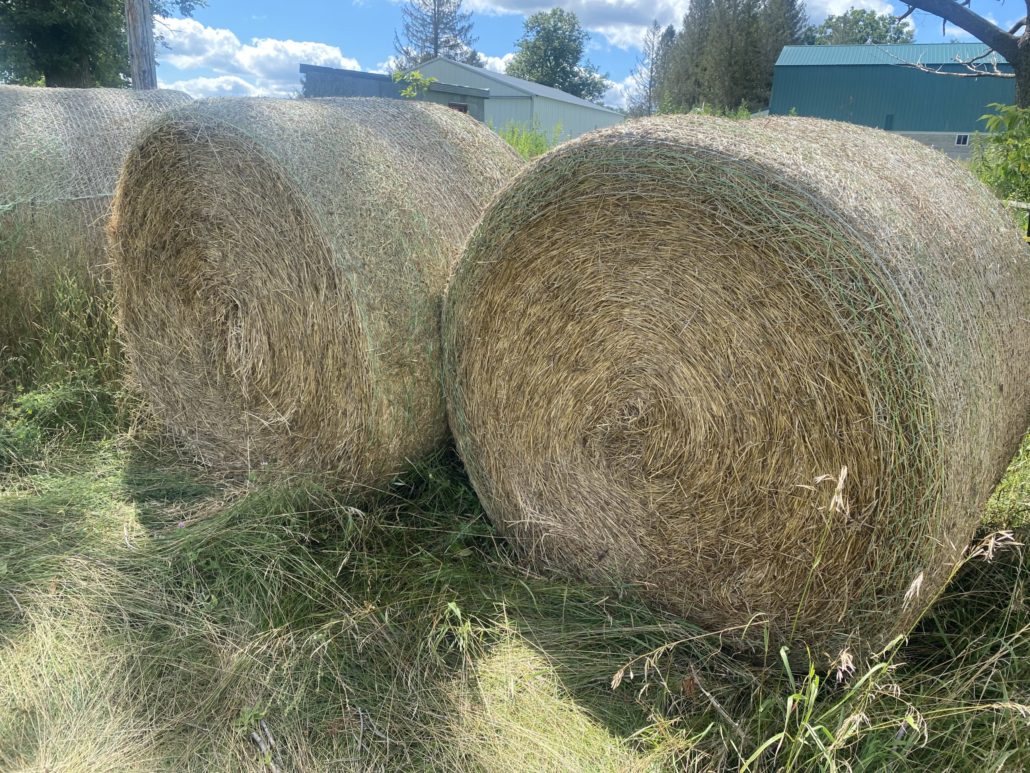 Alfalfa Hay For Sale
