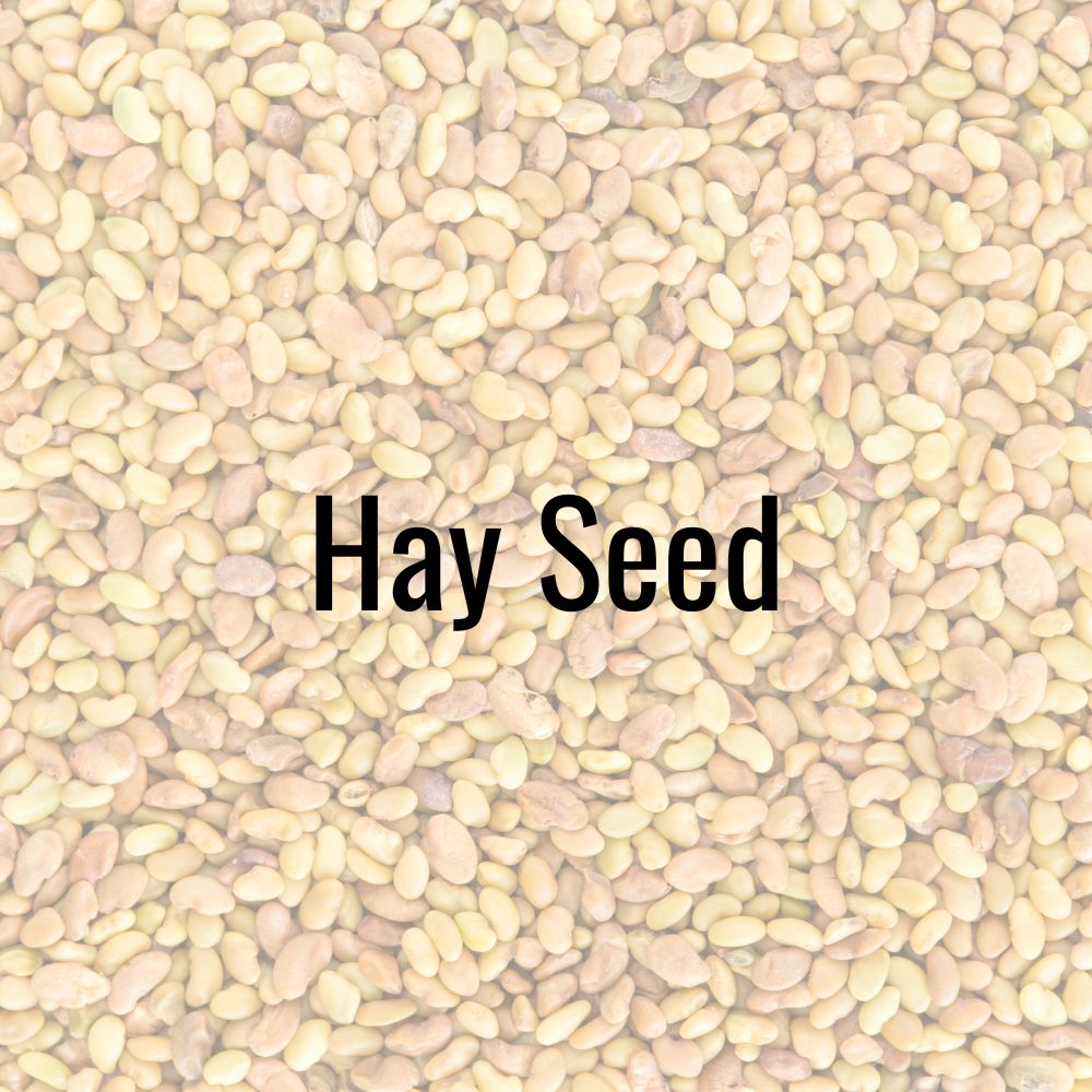 Hay_Seed