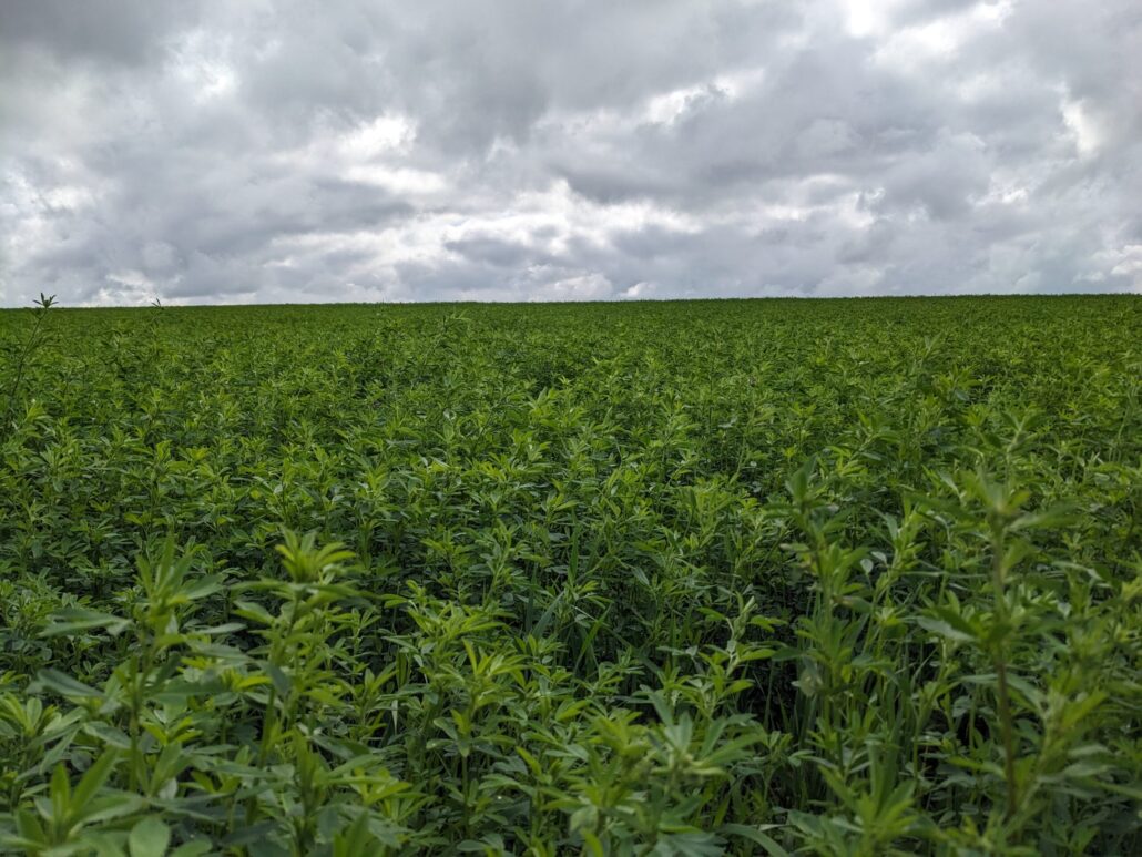 Alfalfa Hay For Sale