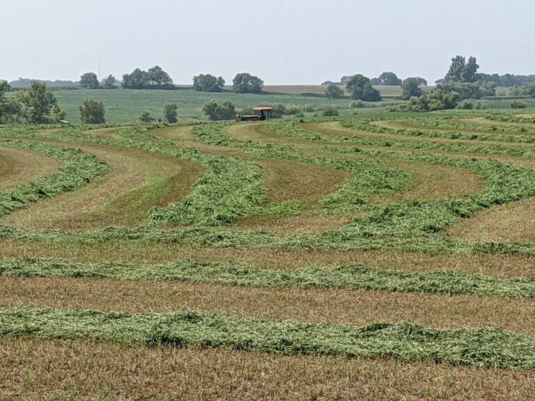 Alfalfa Hay For Sale