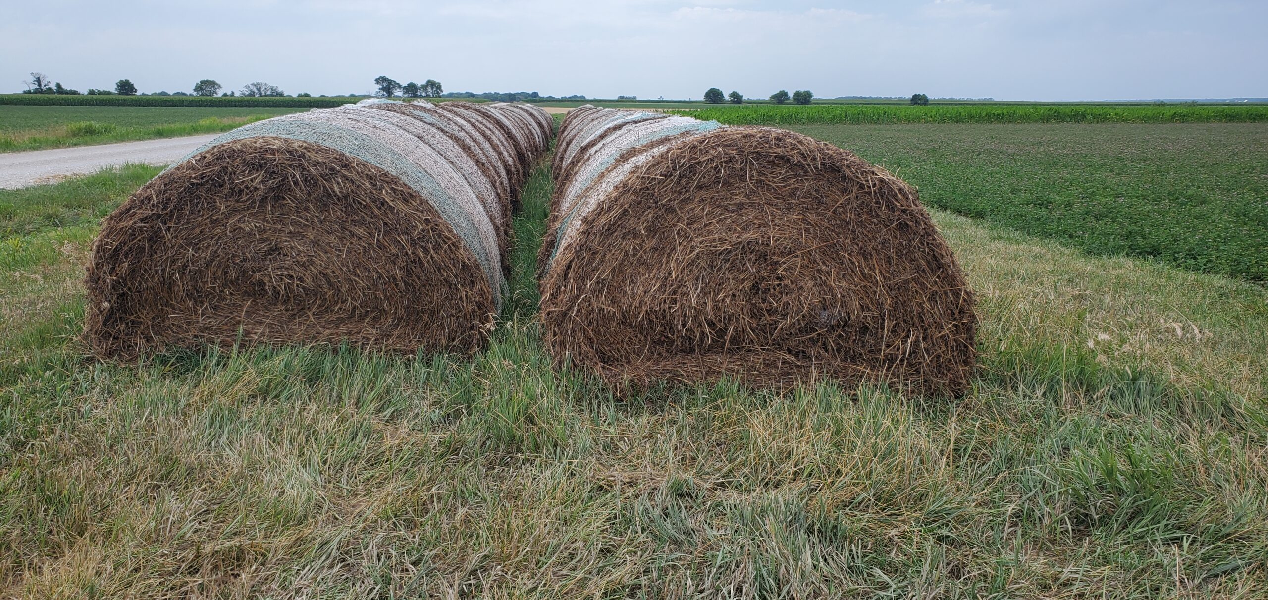 Bales Hay Brand - Tumbler: 30oz Green - Bales Hay Sales/1891 Homestead