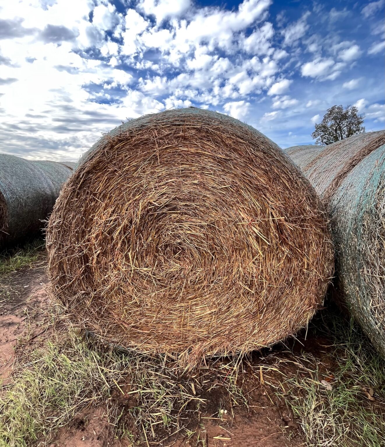 Bermuda Grass Hay For Sale
