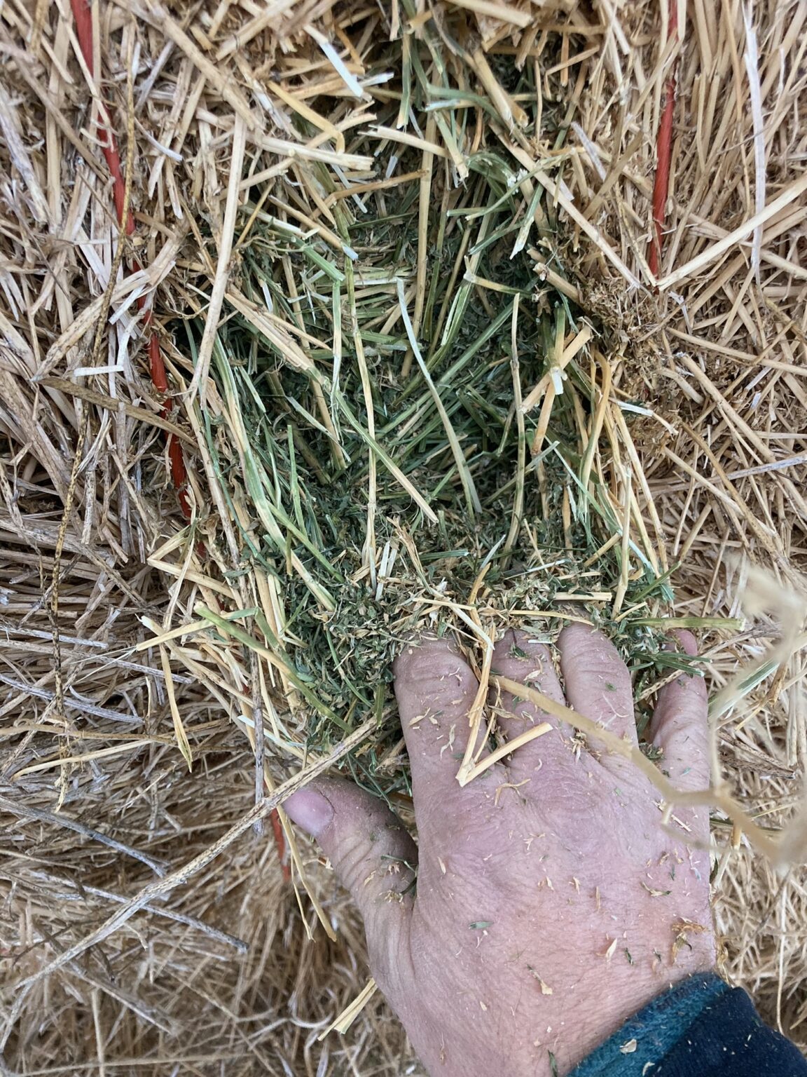 Alfalfa Hay For Sale