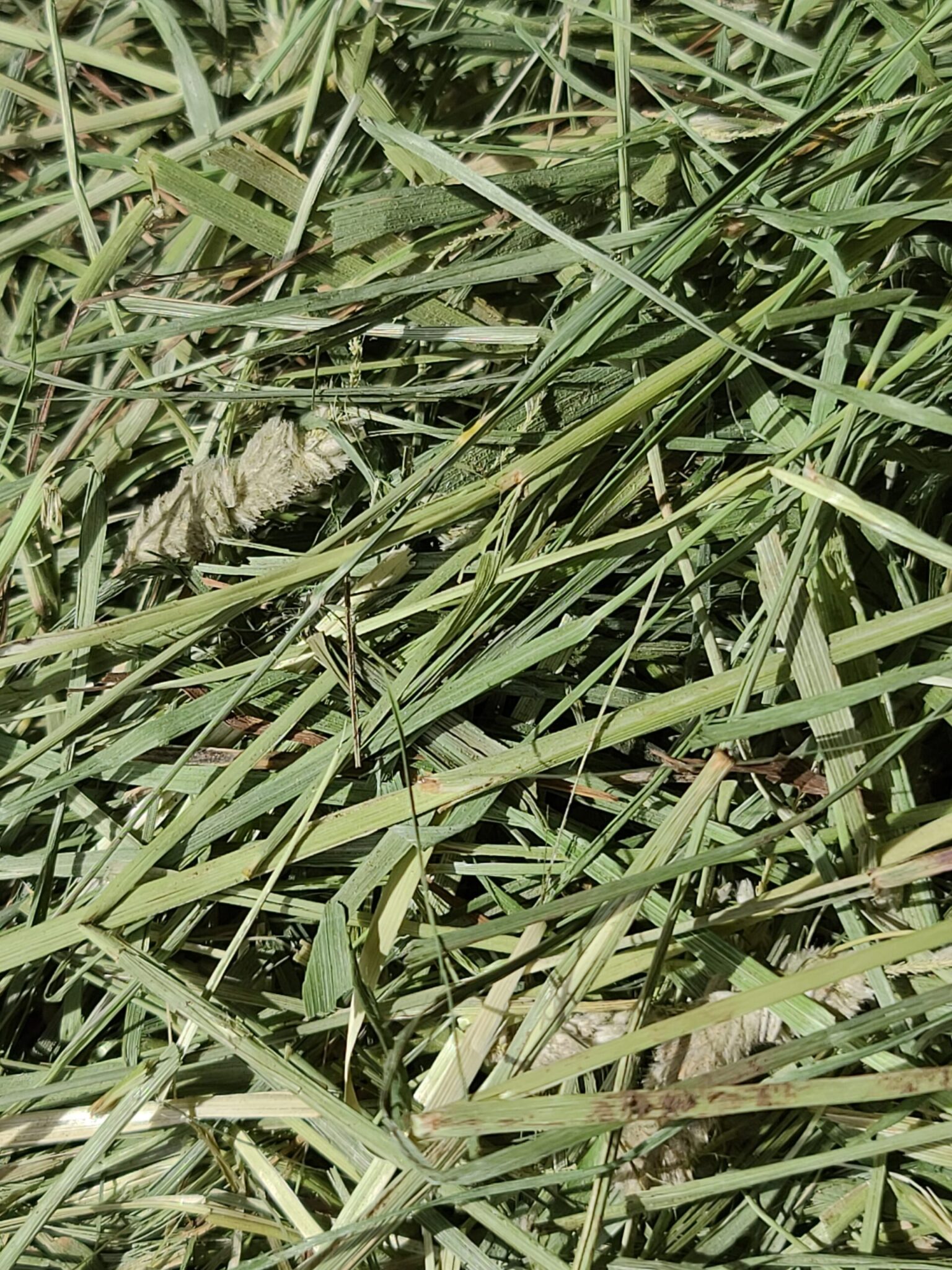 Hay For Sale in Colorado