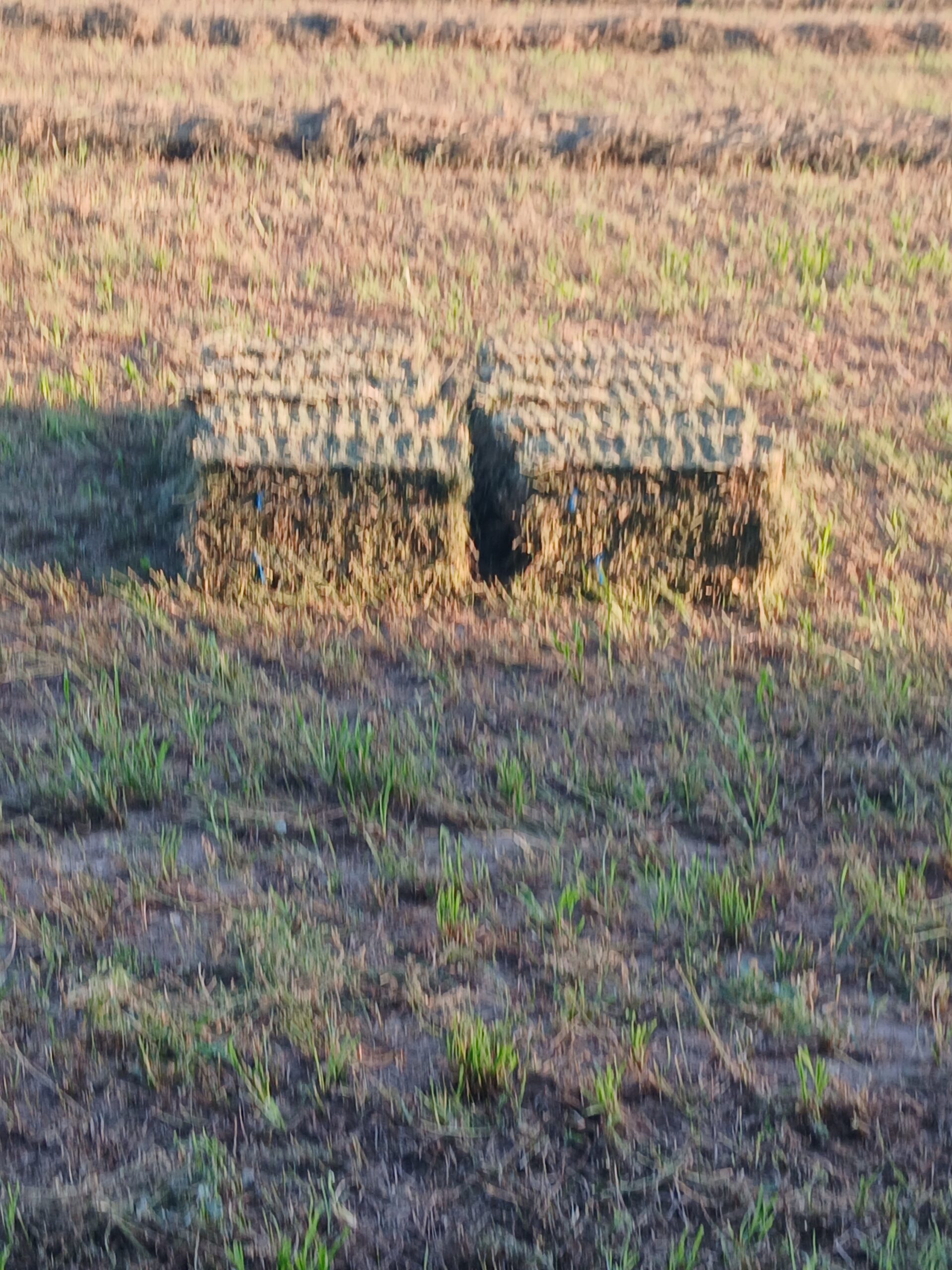 Alfalfa/Orchard Mix Hay