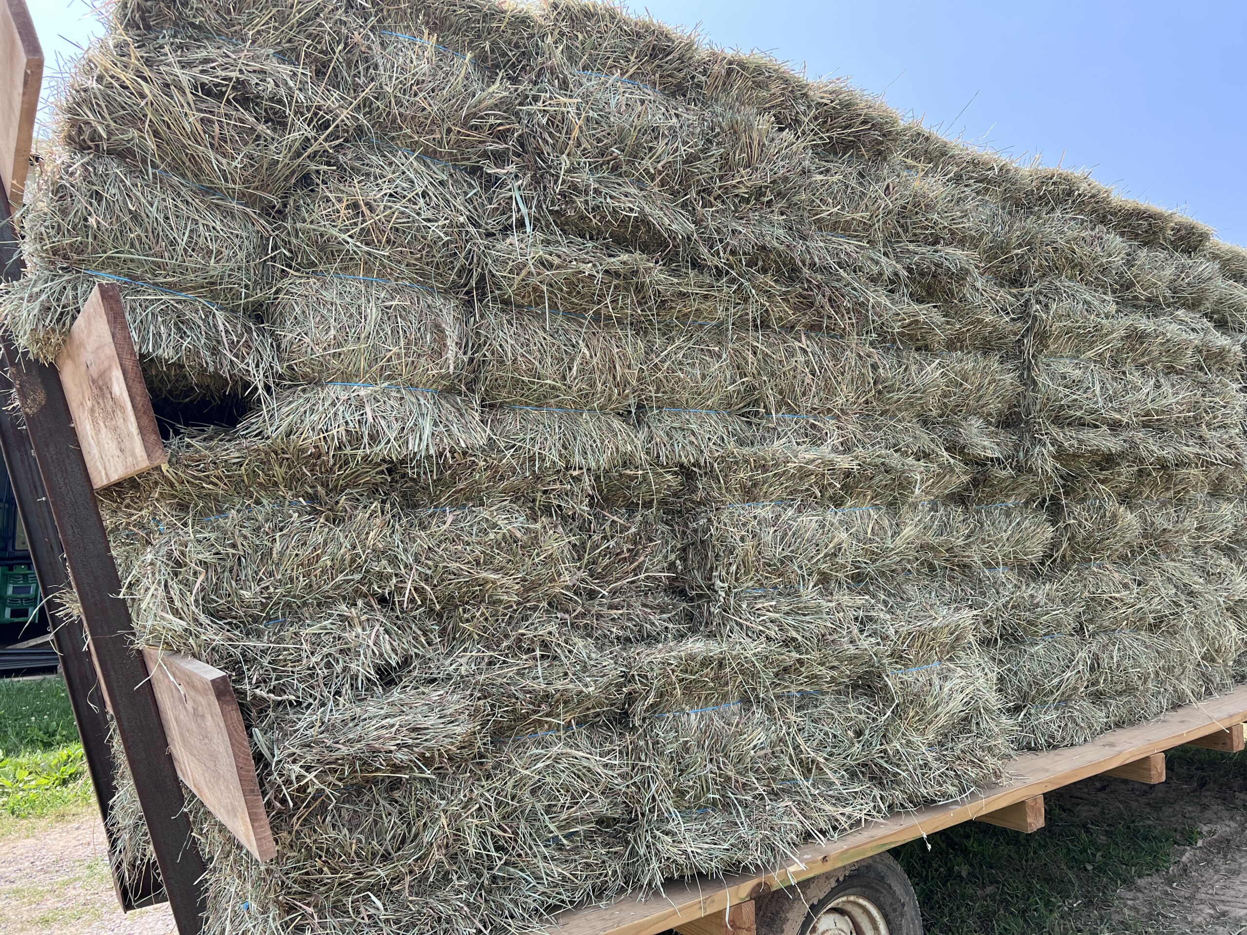 Orchard Grass Hay